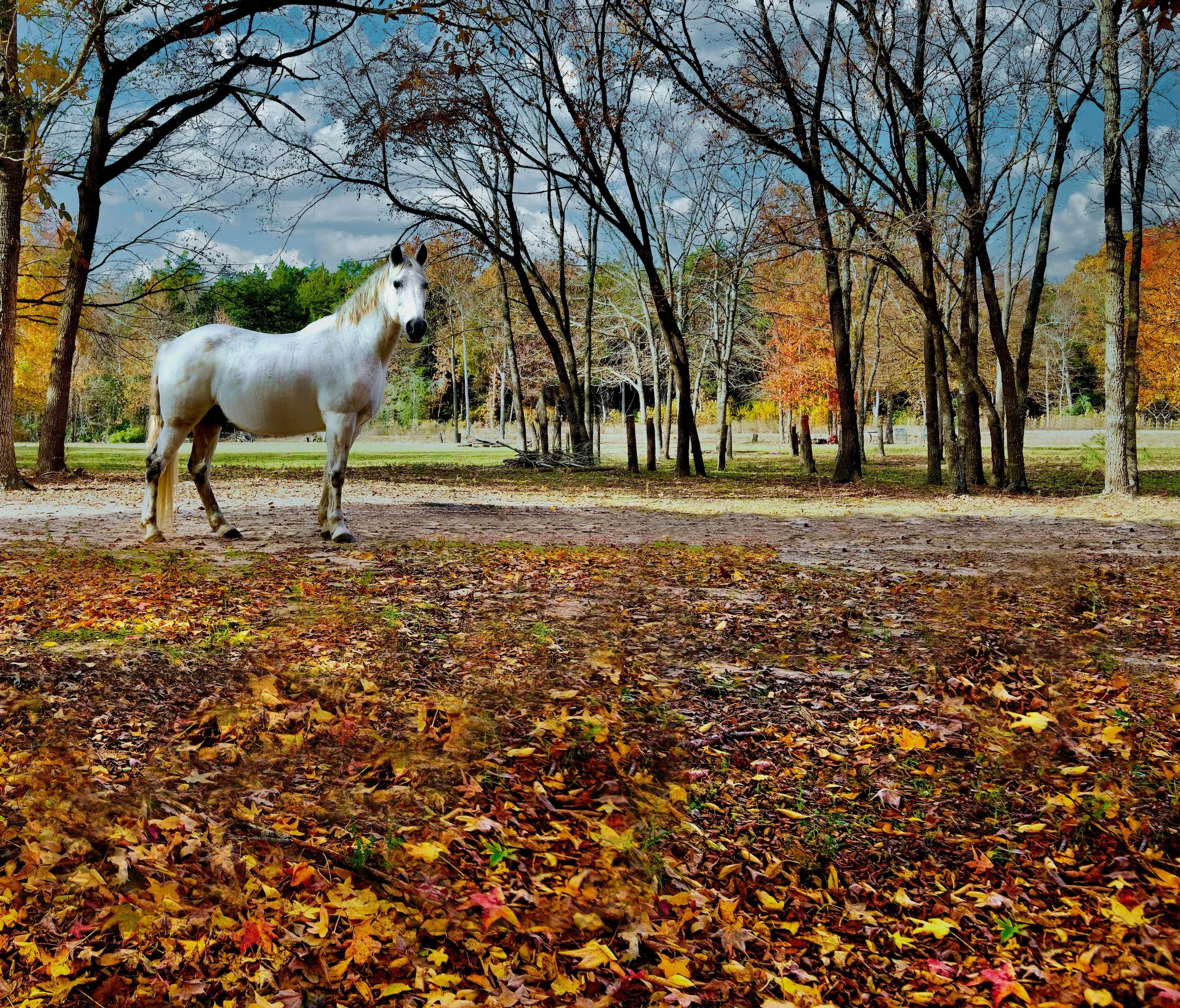 " Whisper Through The Trees"  The White Horse standing among the autumn leaves almost looks like a memory.  