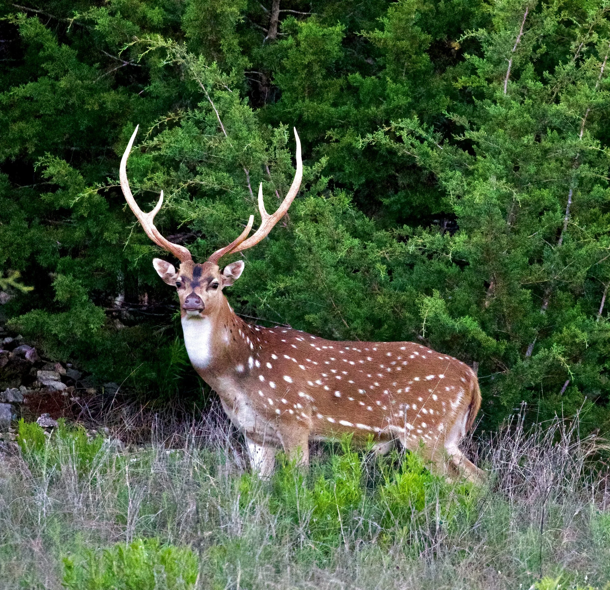 Axis Buck.    Ingram Texas