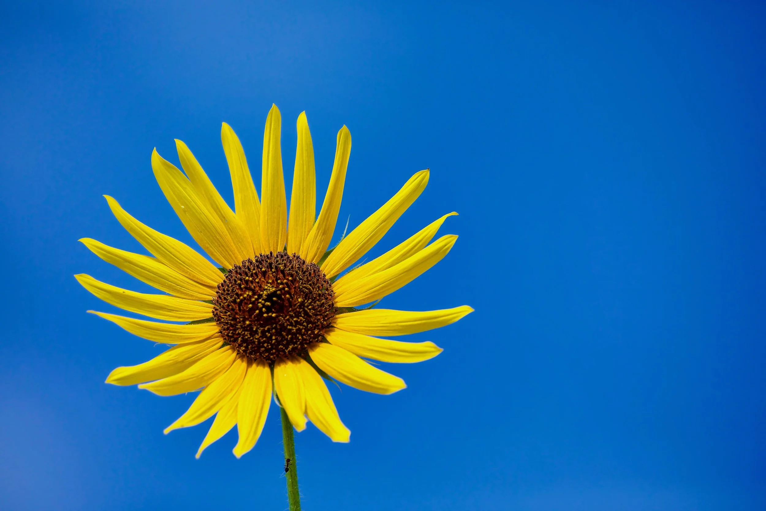 " The Hidden Ant " A hidden traveler climbs beneath a brilliant sunflower against a  blue sky.