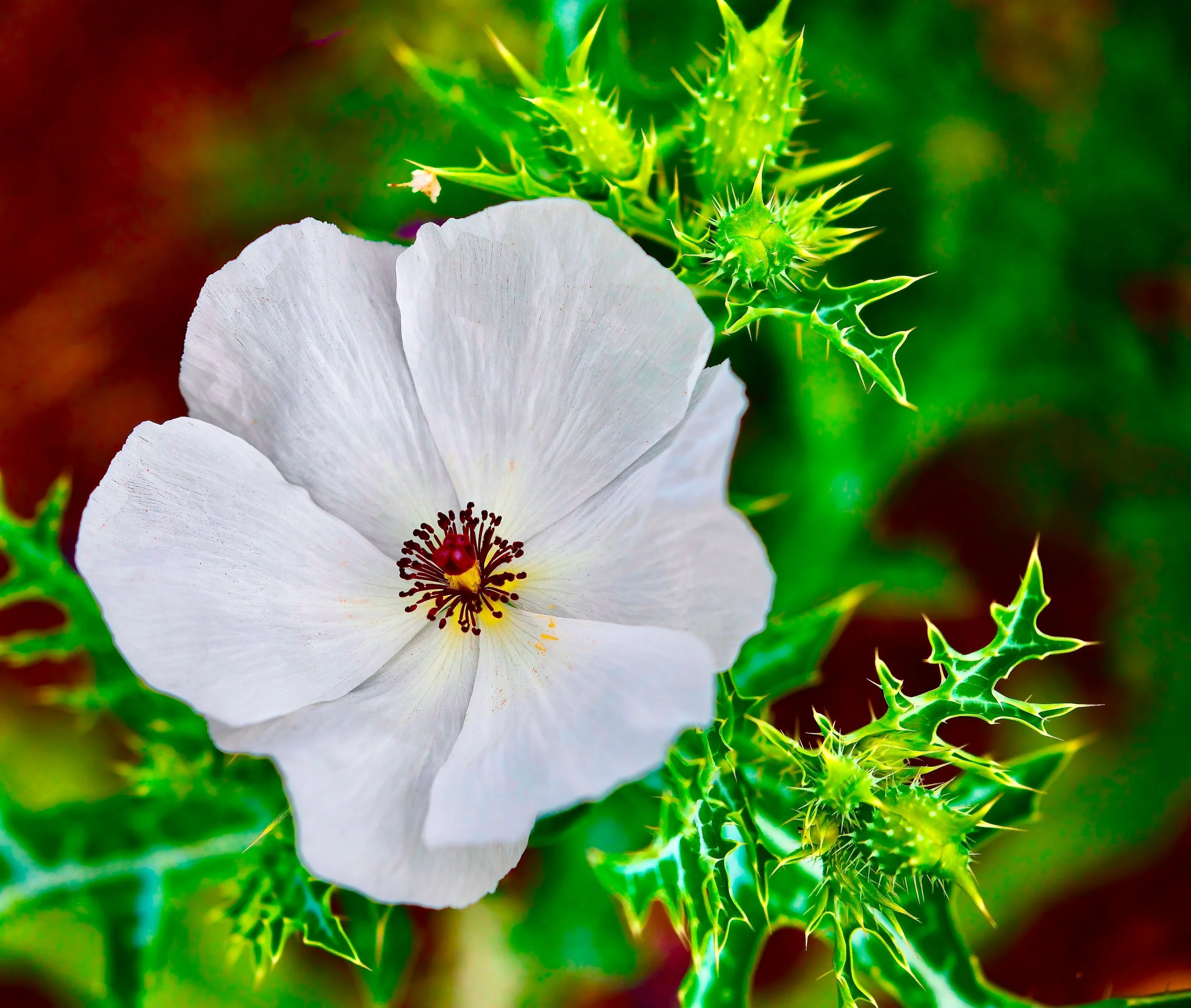 " Beauty Among Thorns " White Pricklypoppy  Kerrville Texas. This  delicate looking flower takes the rugged Hill Country environment. 