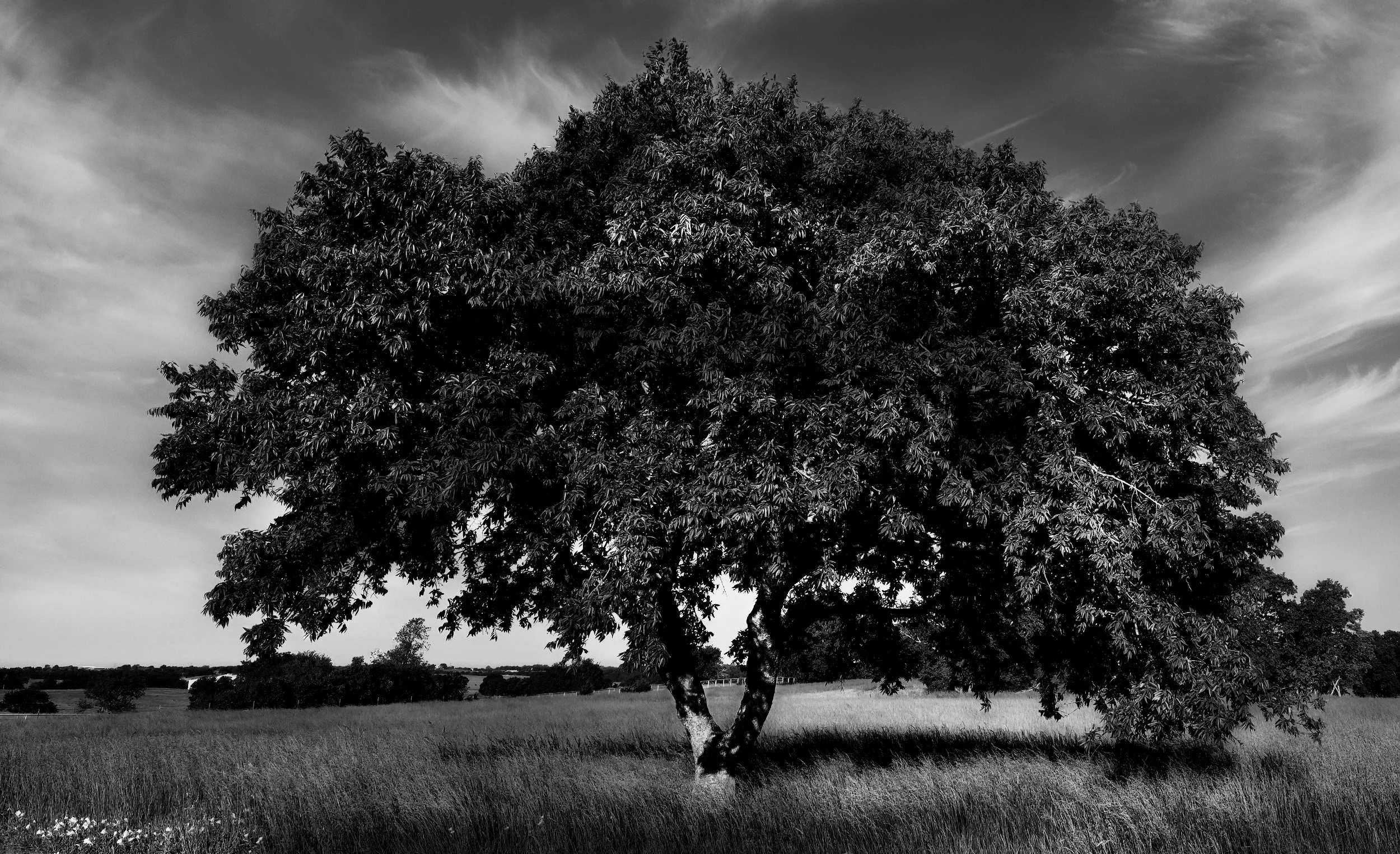 " The Great Hackberry "  Standing alone beneath a dramatic sky; has weathered decades of Texas seasons. 
