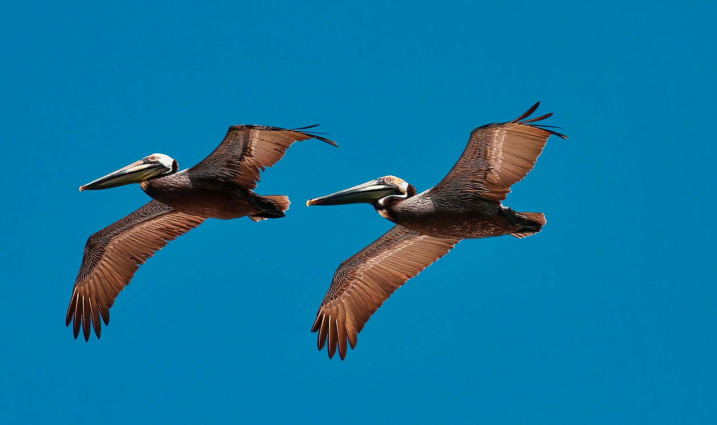 " Wingmen " Two brown pelicans soar together, sunlight illuminating every feather against a blue sky