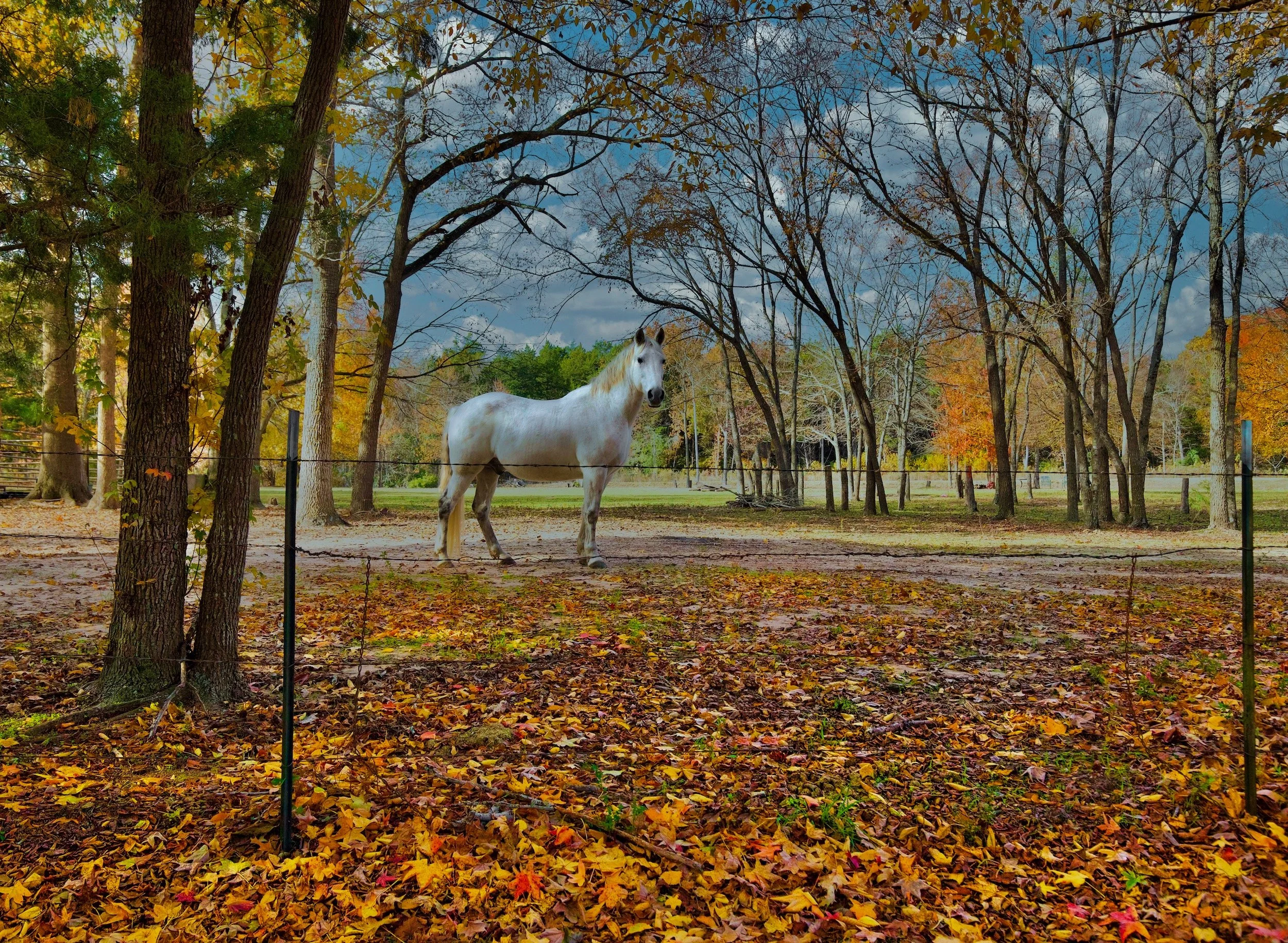 " Whisper Through The Trees"  The White Horse standing among the autumn leaves almost looks like a memory.  