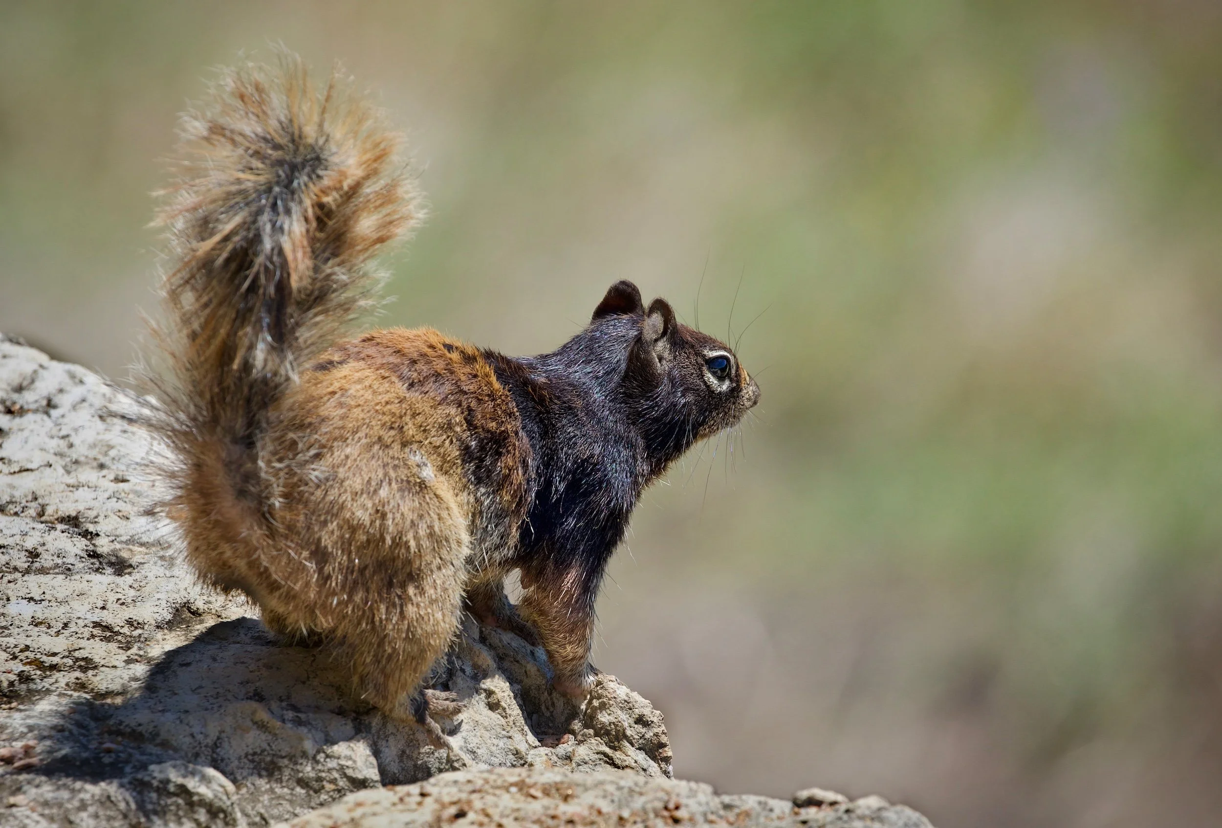 "Chocolate-Capped"  A Hill Country Rock Squirrel pauses  proudly, dressed in chocolate and cinnamon.