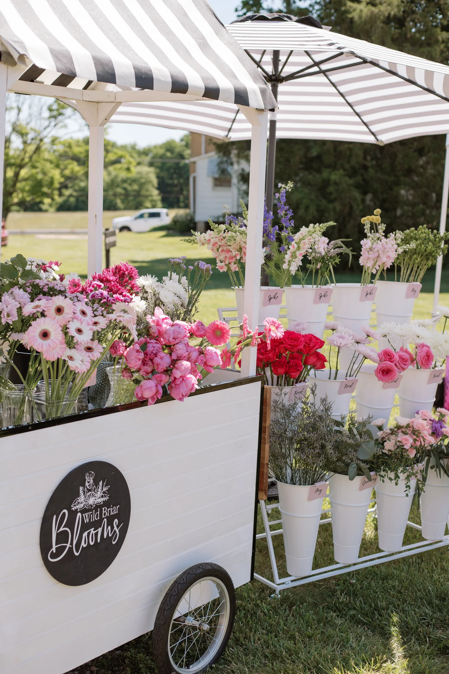 get-in-touch-wild-briar-blooms
