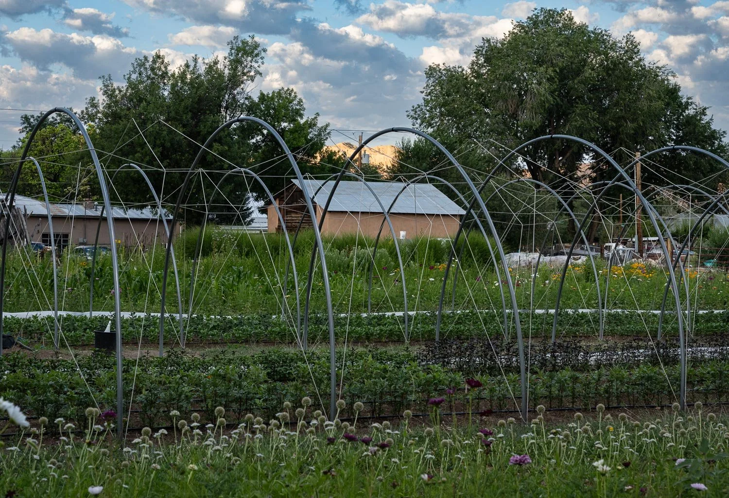 11_Judith_H_Lanius_Abandoned_5955.jpg