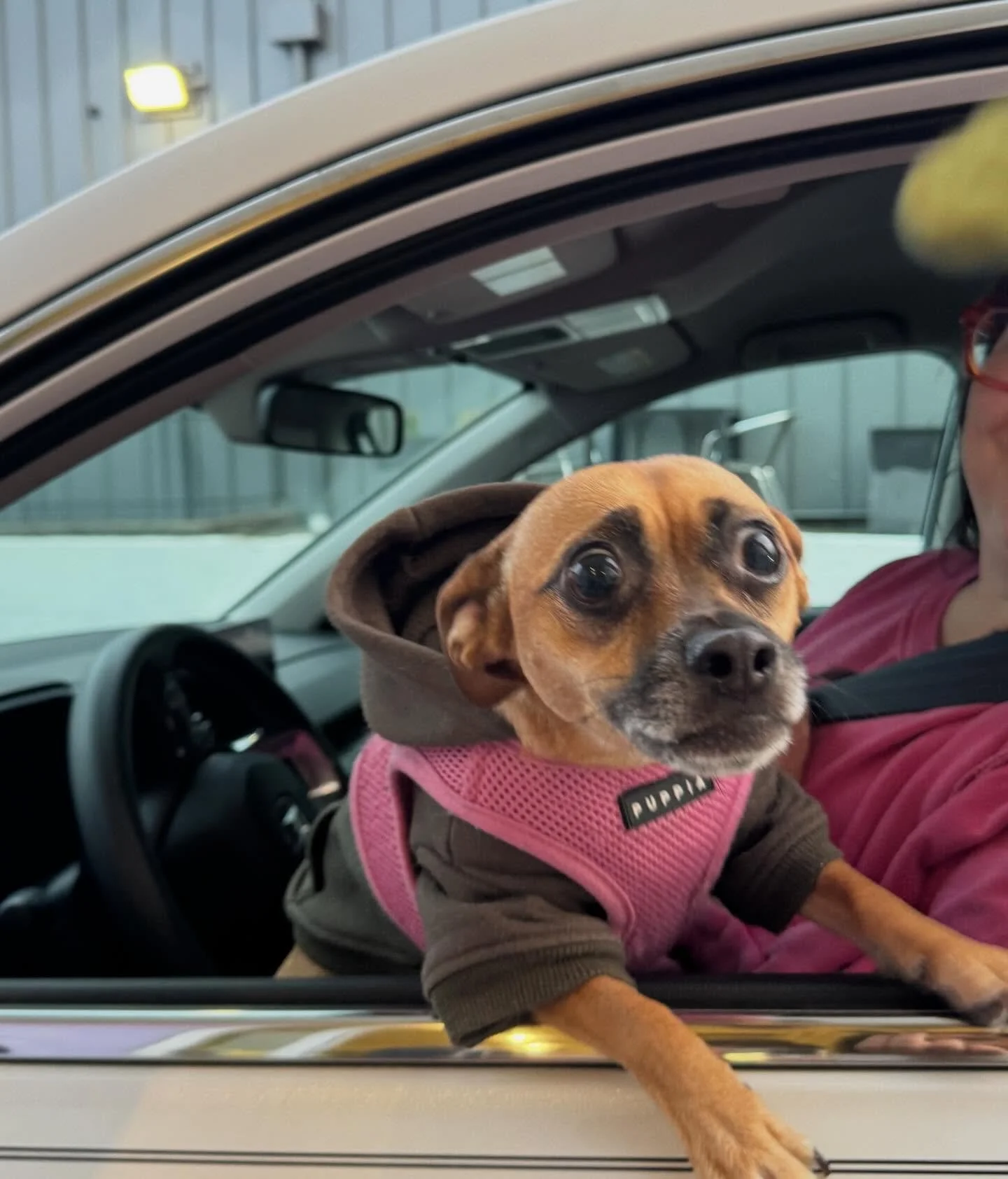 just a few of our fav customers🤗🫶🐶🦴