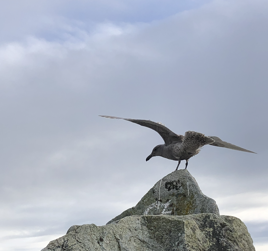 Seagull with spread wings, alighting on a rock