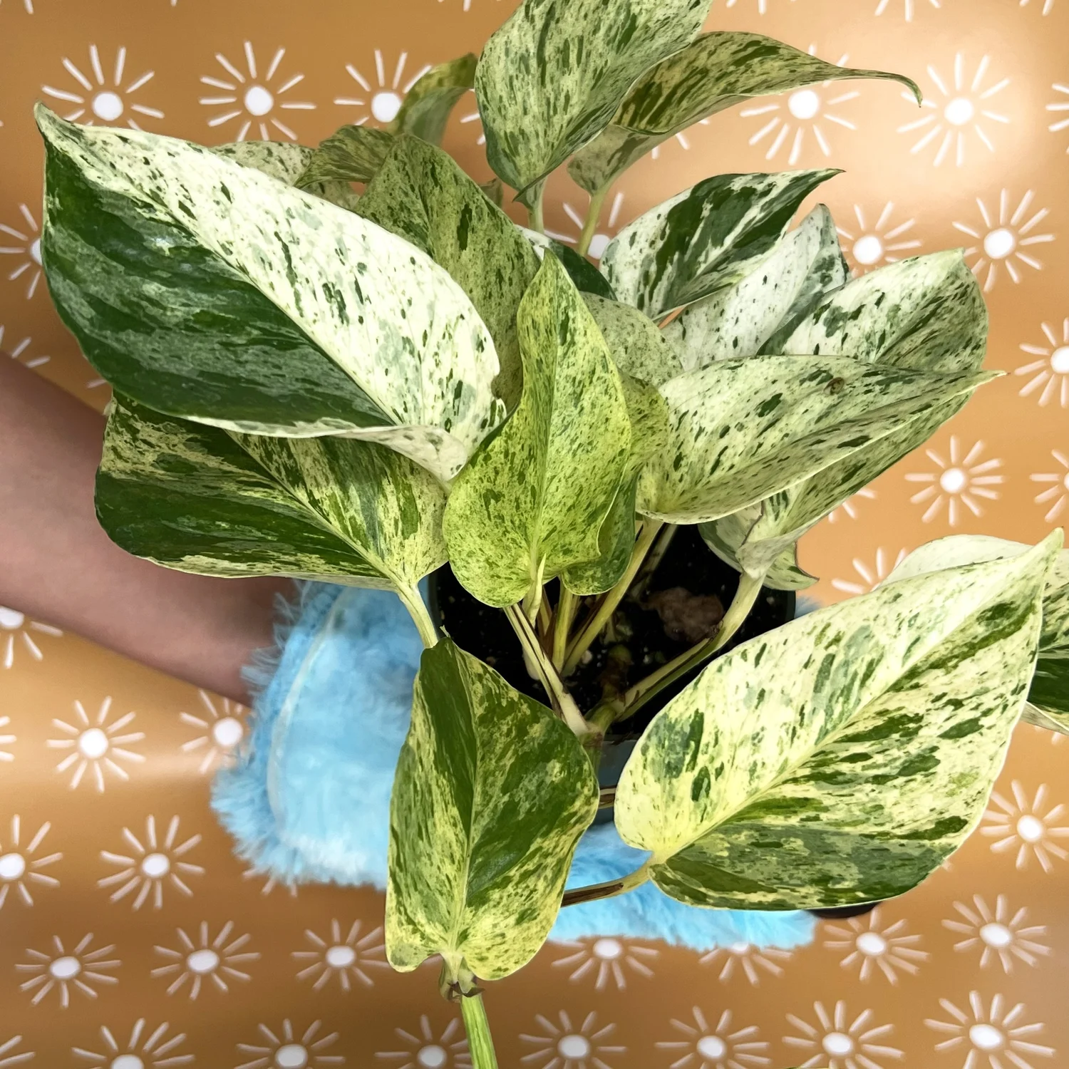 curly spider plant Spider Plant | Curly Sue Chlorophytum Comosum | 6