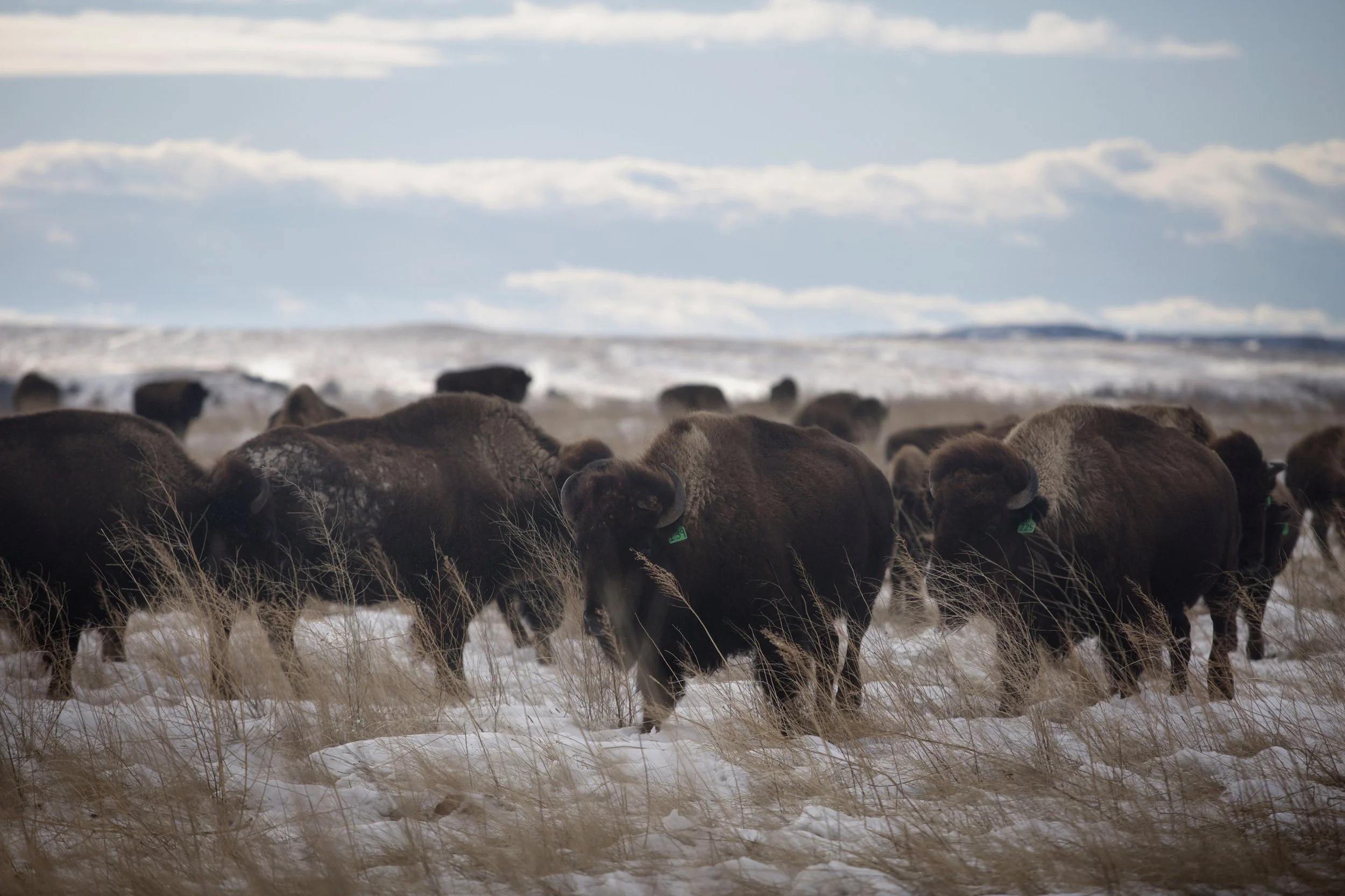 A herd of bison gathered in snow-covered plains under a partly cloudy sky at the Wild Idea Buffalo Ranch in South Dakota.