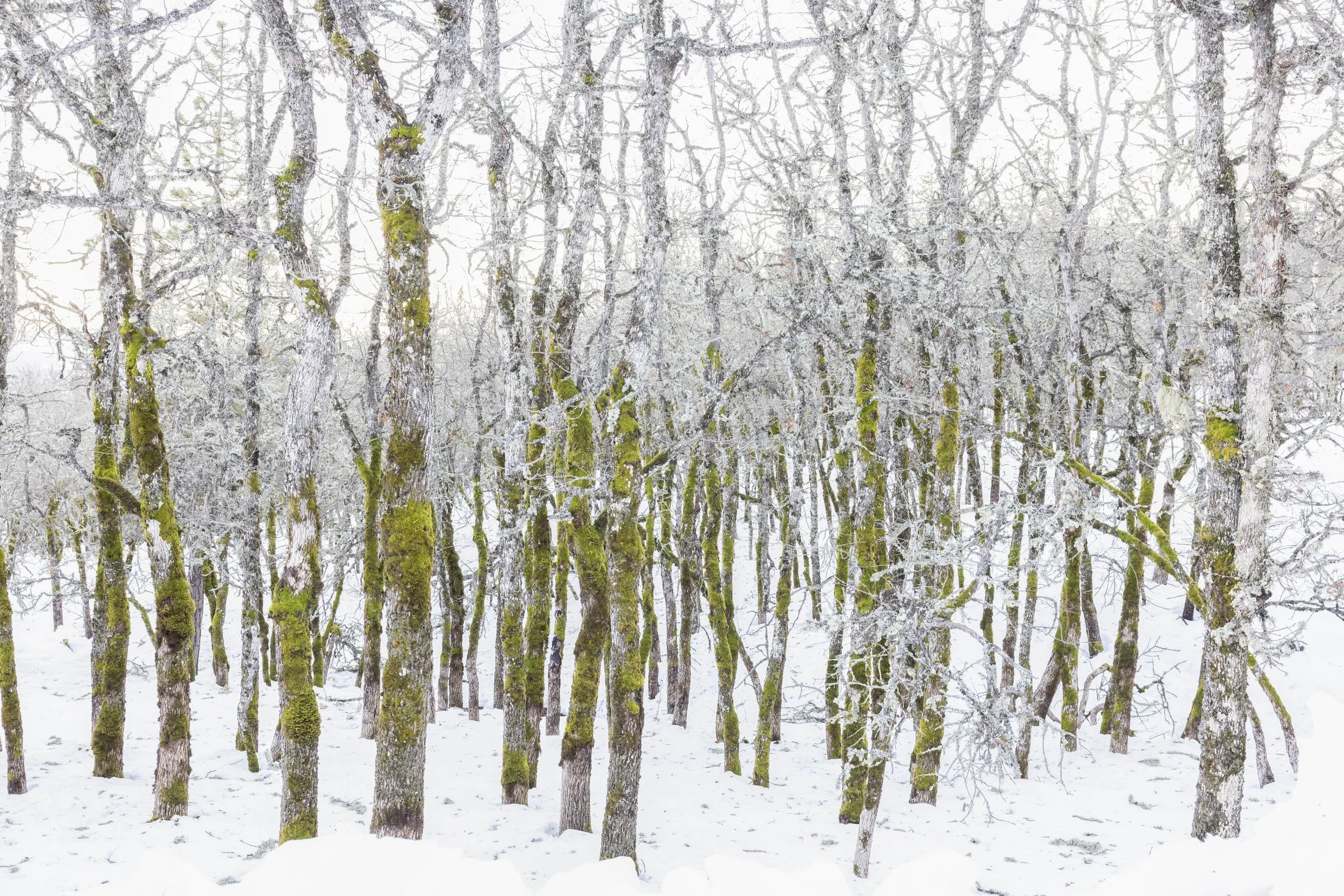 WINTER PRINTS007.JPG