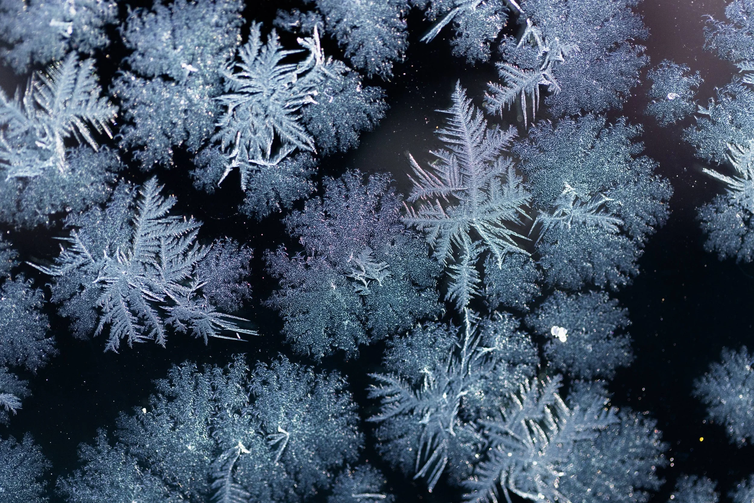 WINTER PRINTS019.JPG