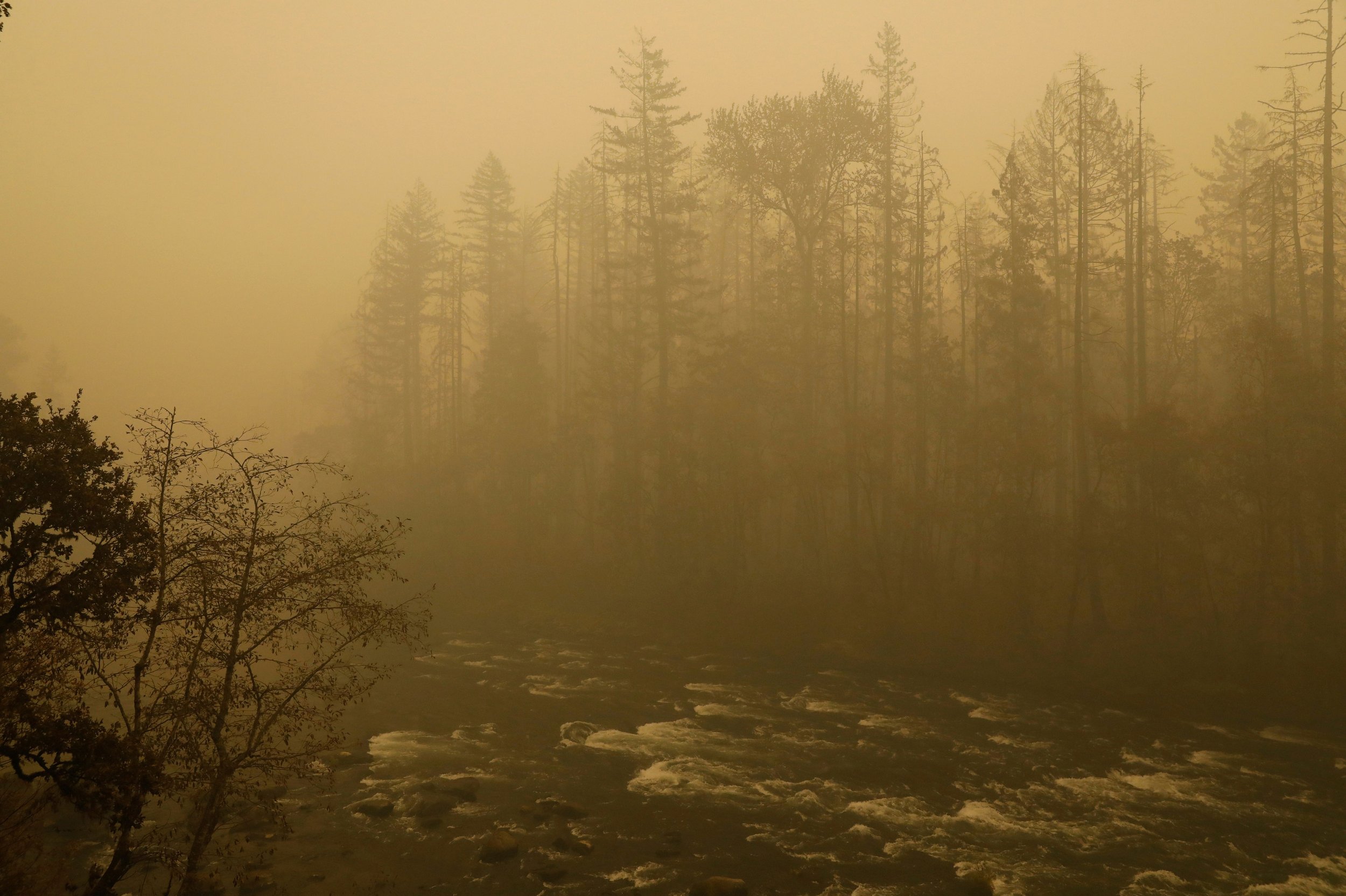 A forest with tall trees shrouded in wildfire smoke and a flowing river in the foreground.