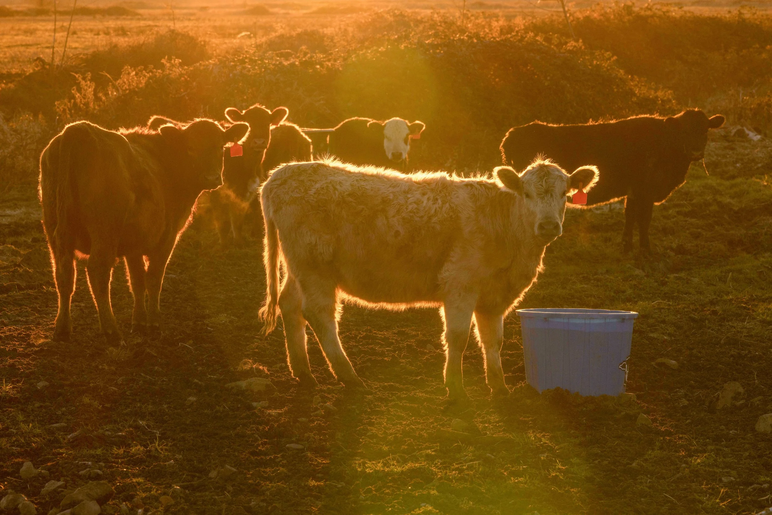 Cows standing on dirt field at sunset, with one white cow in the foreground and others in the background, illuminated by golden sunlight.