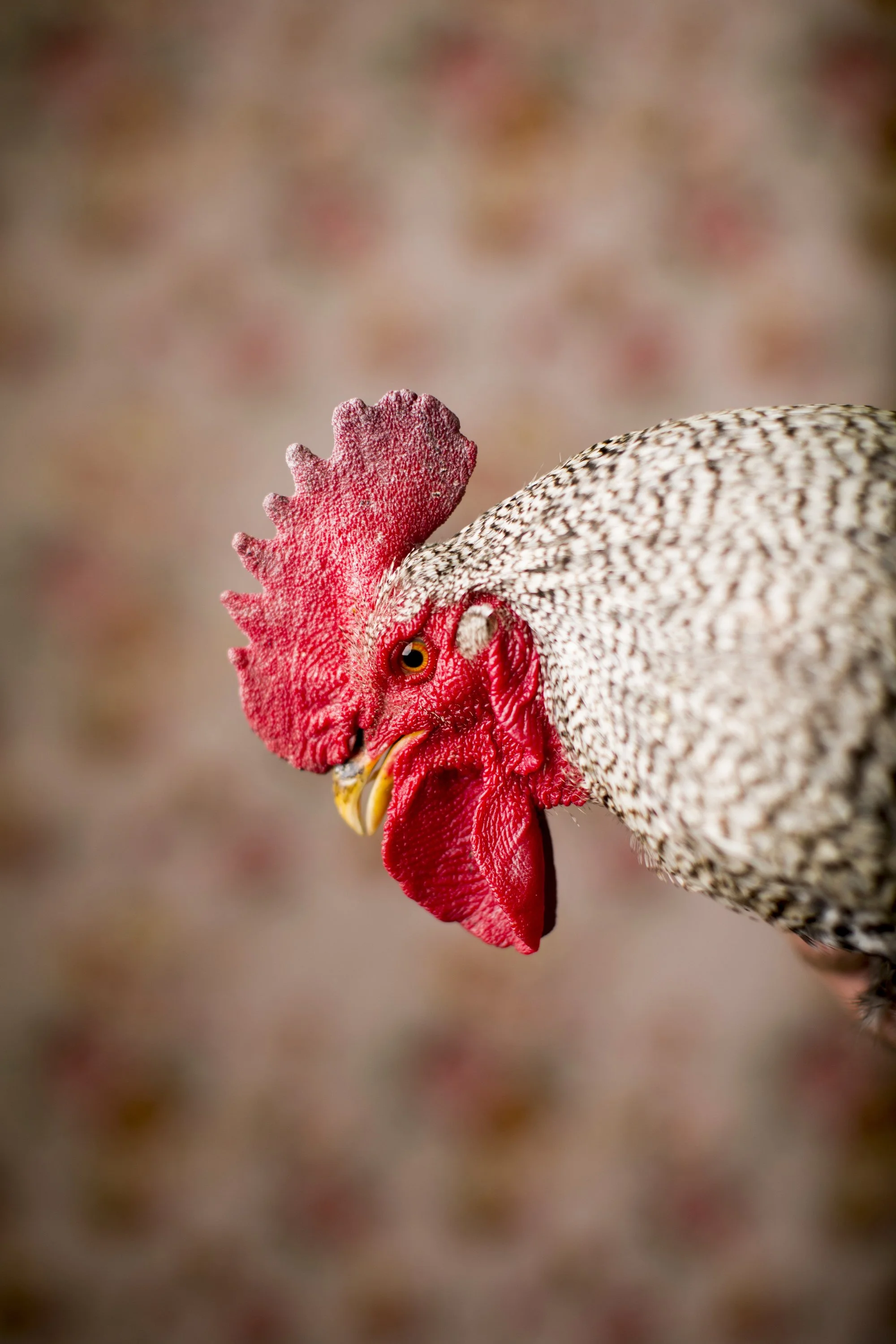 Close-up of a rooster's head and neck with vibrant red comb and wattles, and speckled black and white feathers.