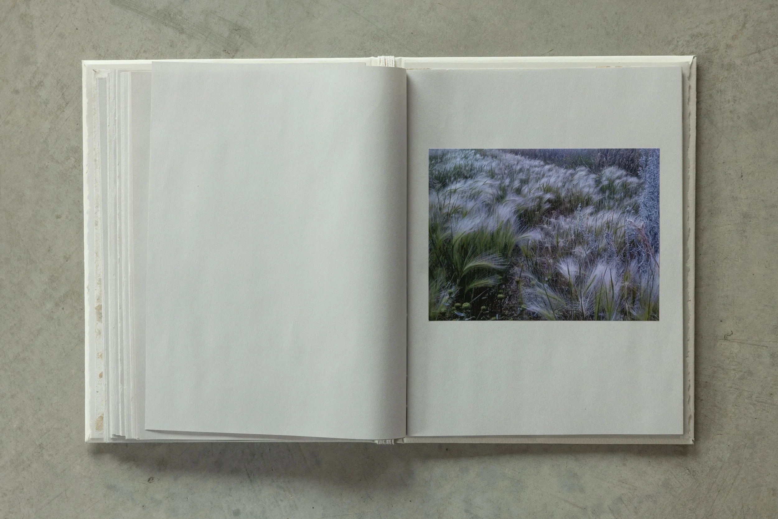 Open book with blank pages and a photograph of tall grass in a field on the right page, laying on a concrete surface.