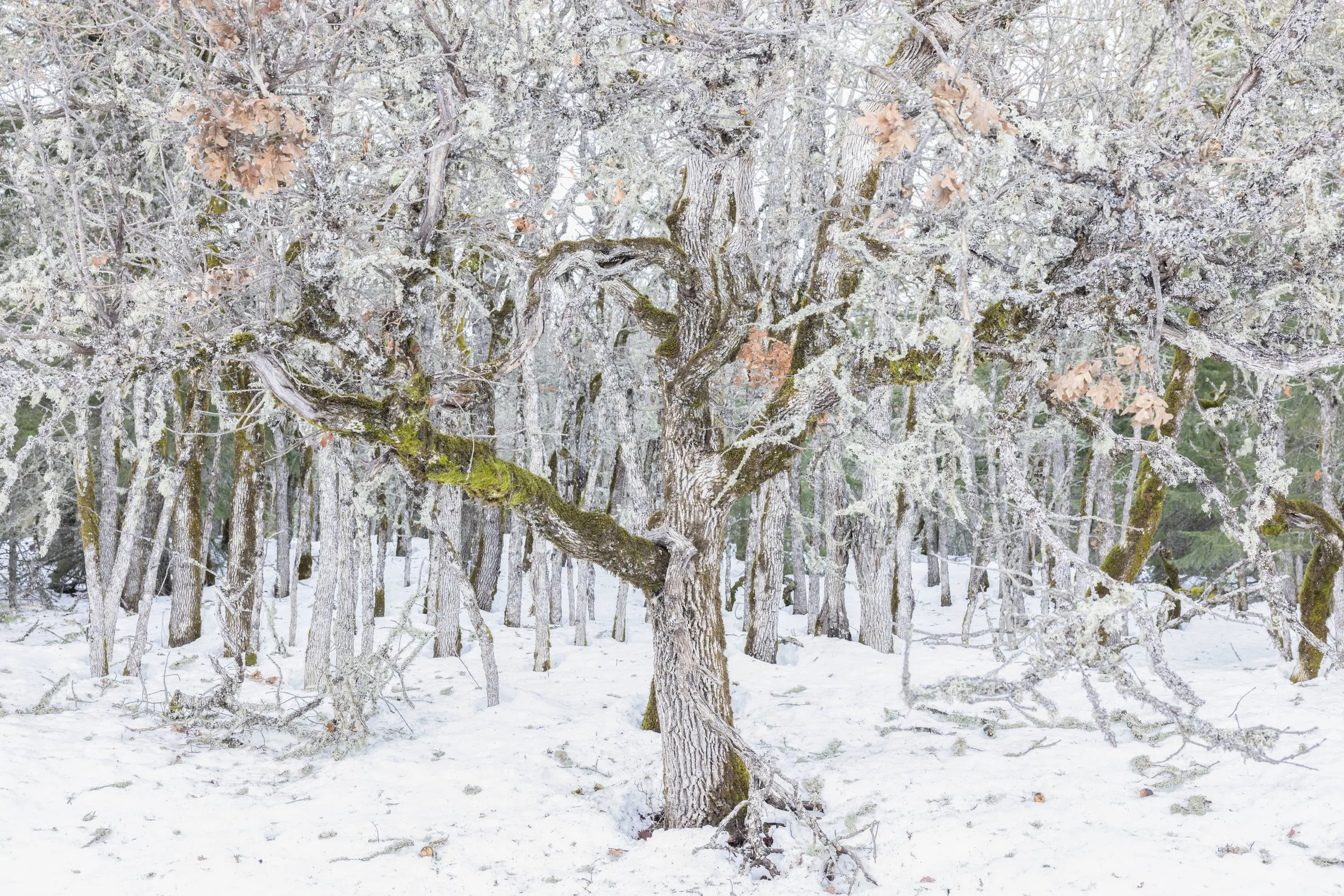 WINTER PRINTS025.JPG