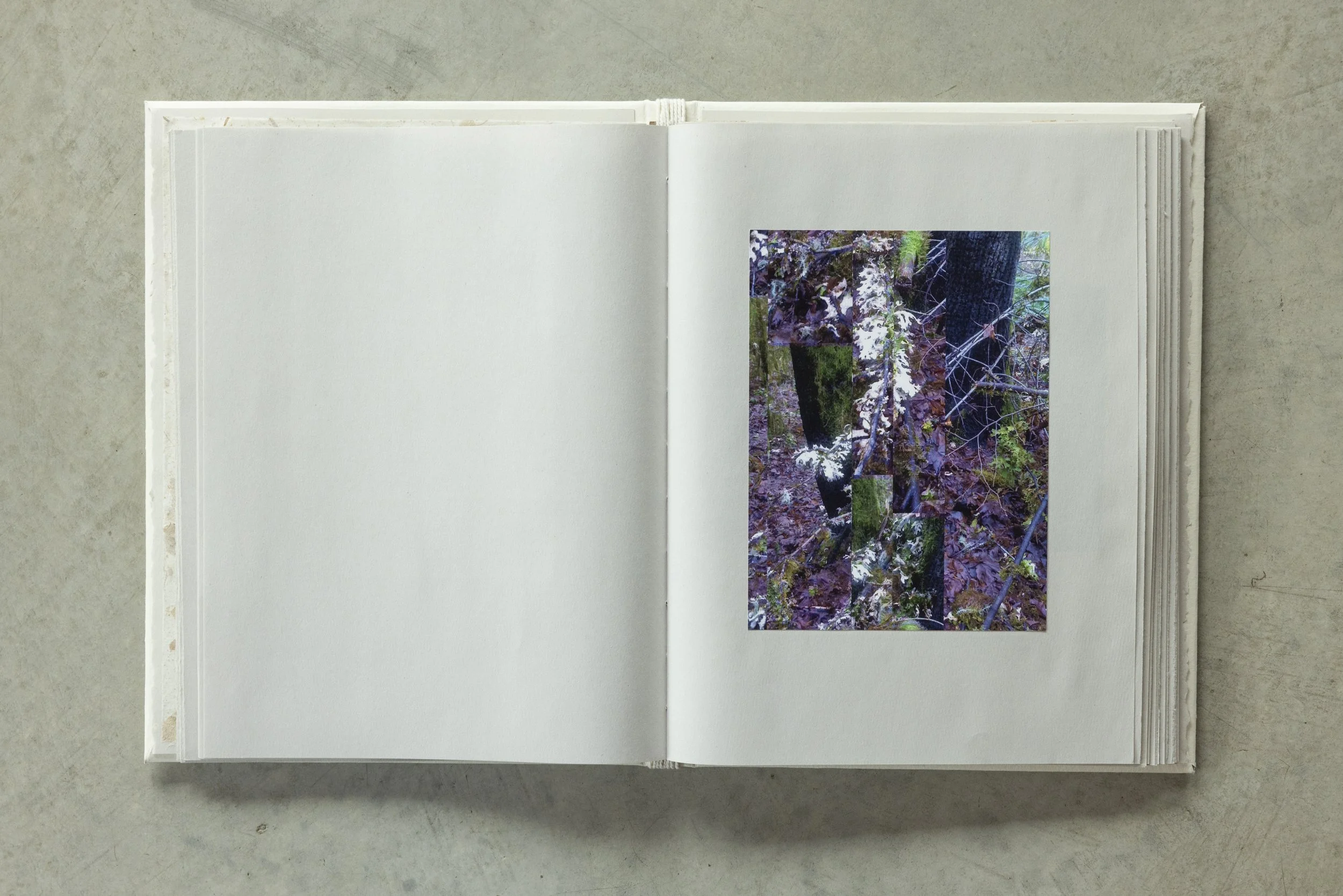 Open white book on a gray surface with a photo of a forest scene on a page.
