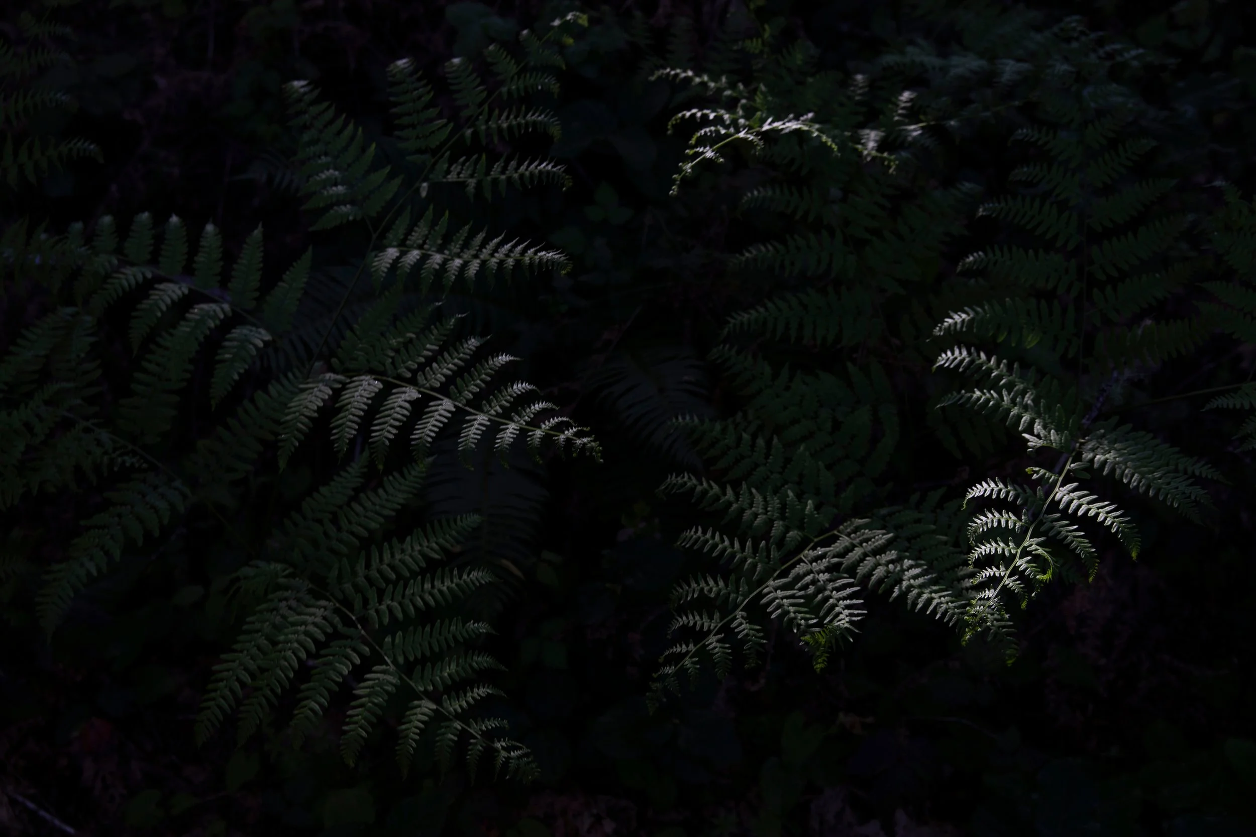 EARTH IS MAGIC016.JPG