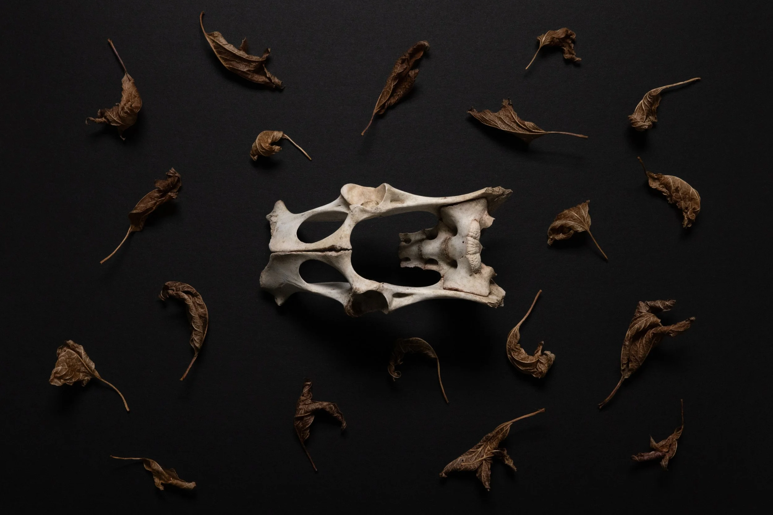 THE FOUND001.JPG