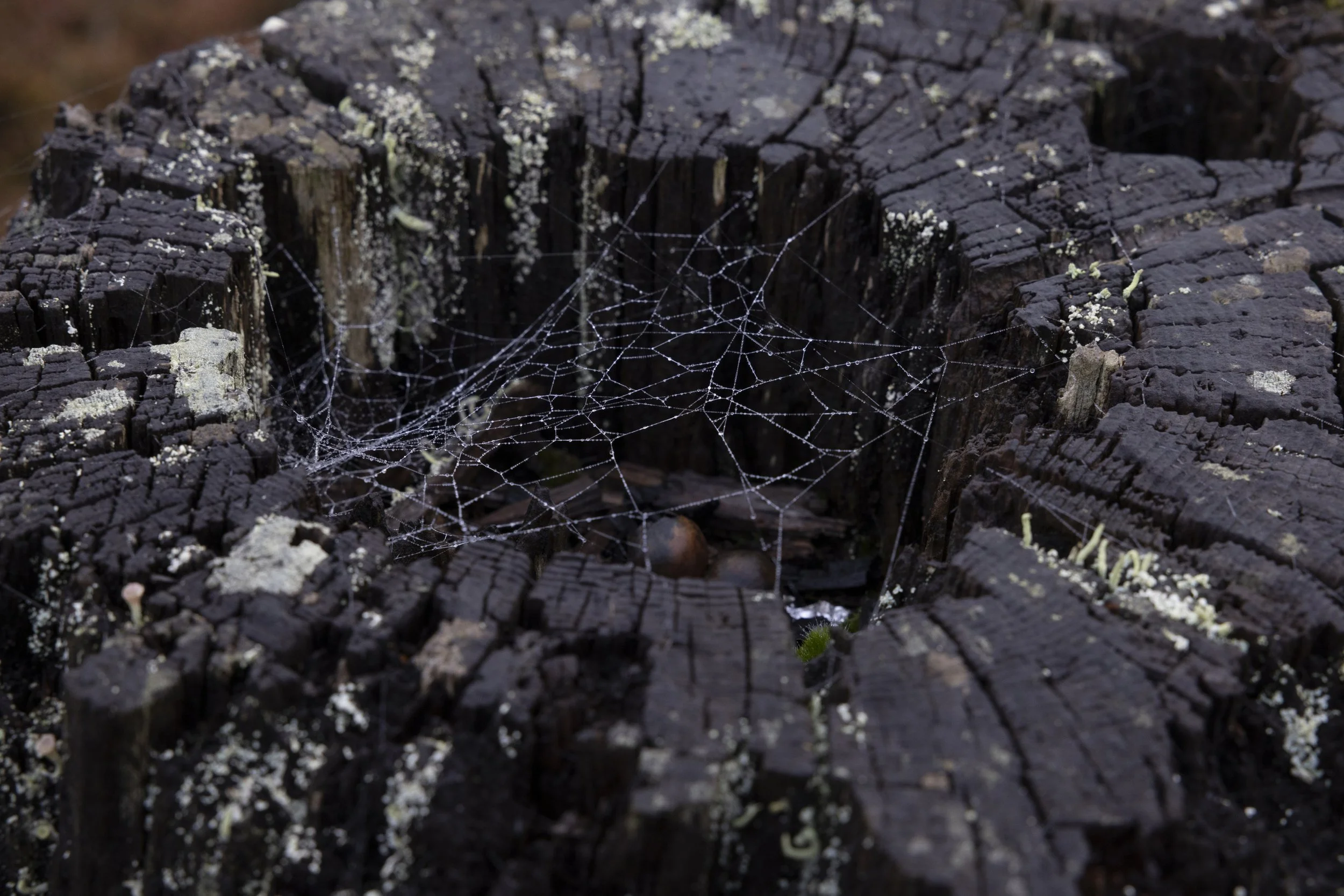 A decayed wooden log with moss and lichen growth, containing a spider web.