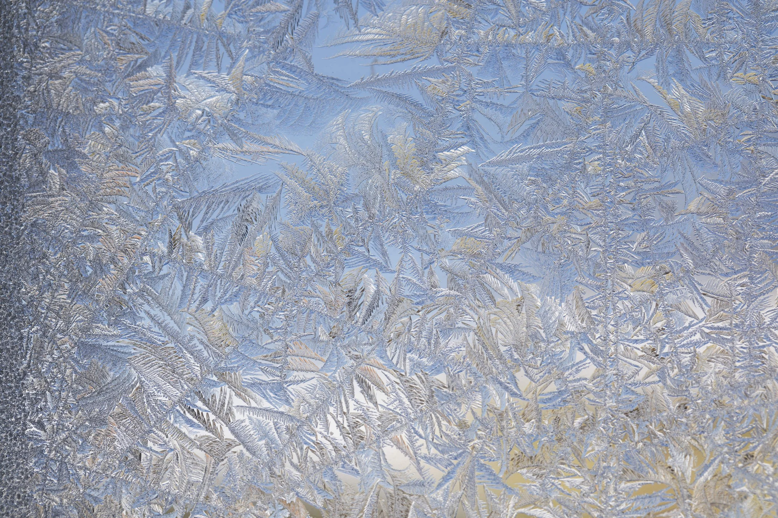 WINTER PRINTS005.JPG