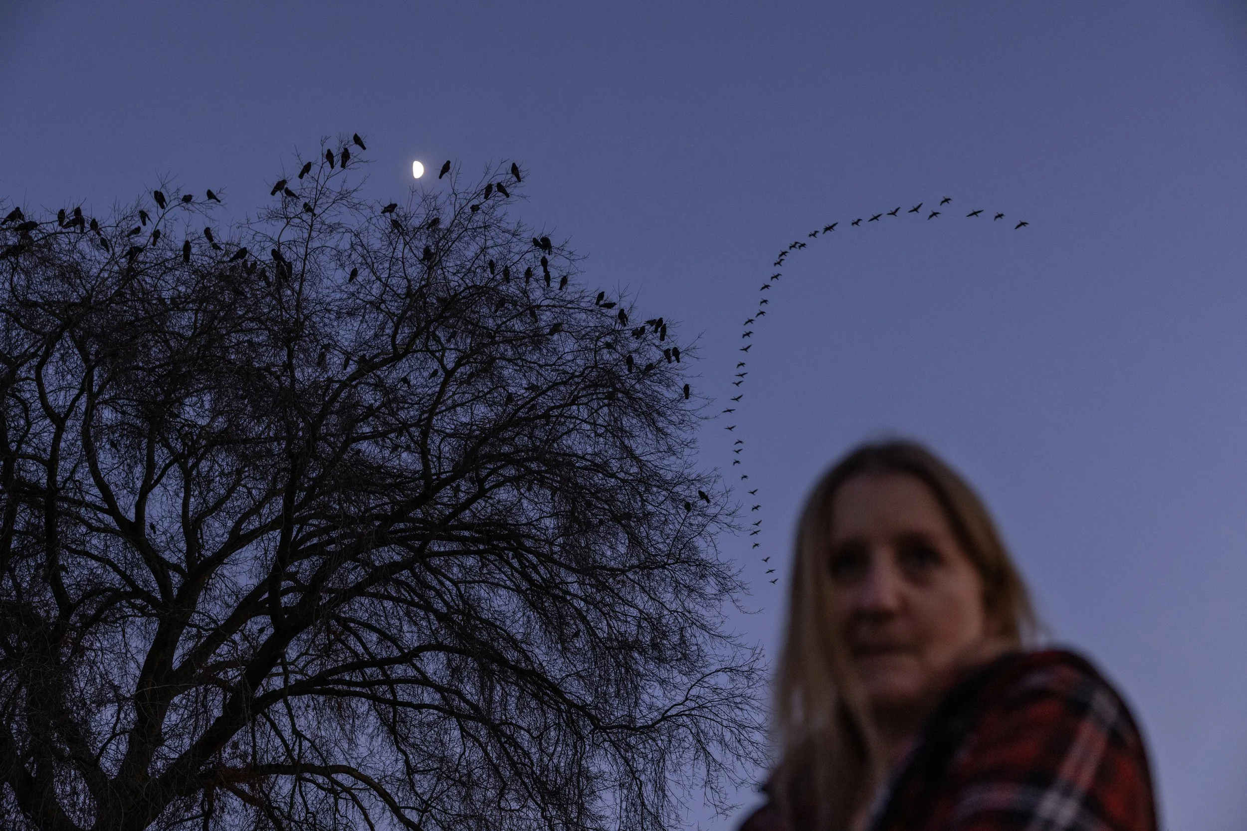 A person with blonde hair in the foreground and a tree with multiple birds perched on its branches, flying in a V formation near the moon in a dark blue evening sky.
