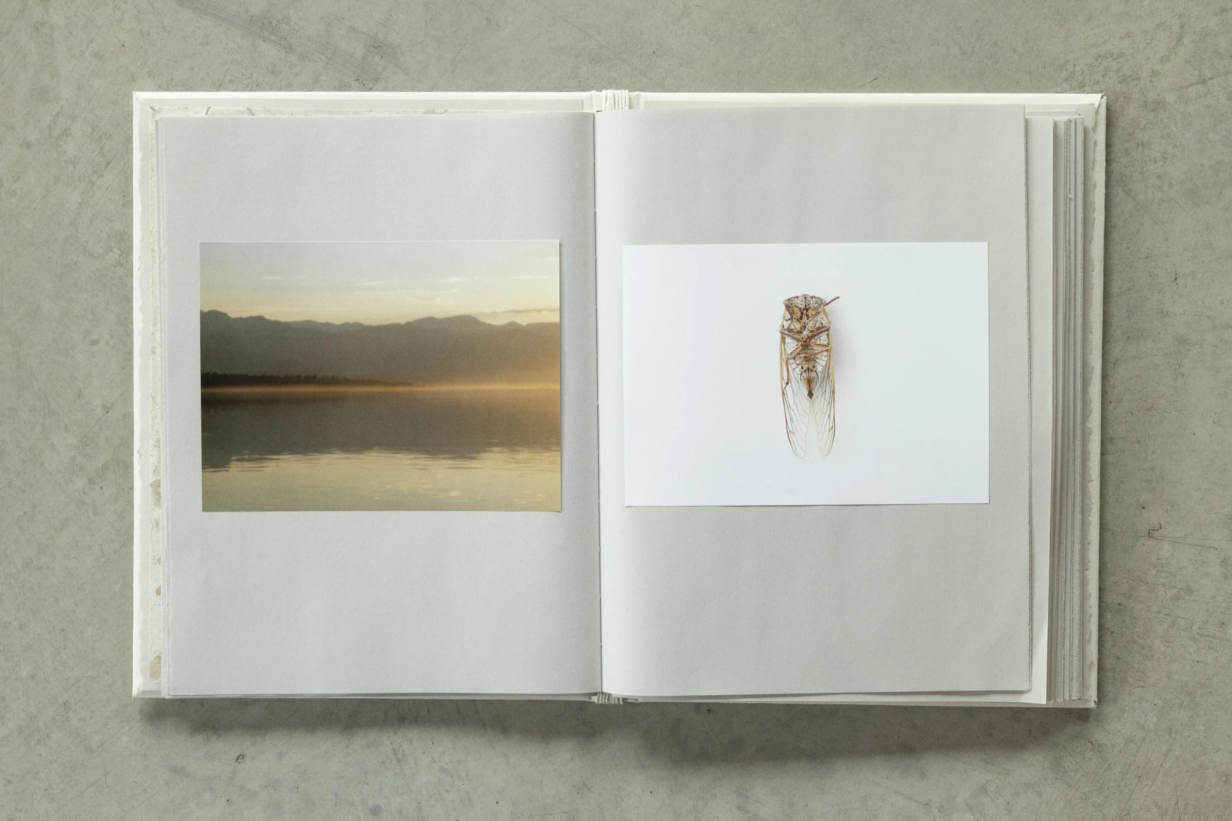 An open book with photographs and a drawing of an insect on white pages, placed on a concrete surface.