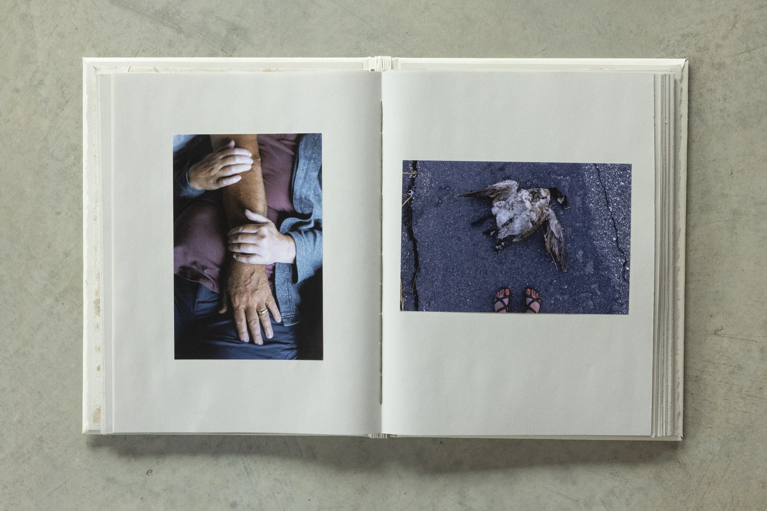 Open photo album displaying two photographs: one of a person petting a golden retriever dog, and the other of a dead bird lying on asphalt with a person's feet in sandals visible at the bottom.