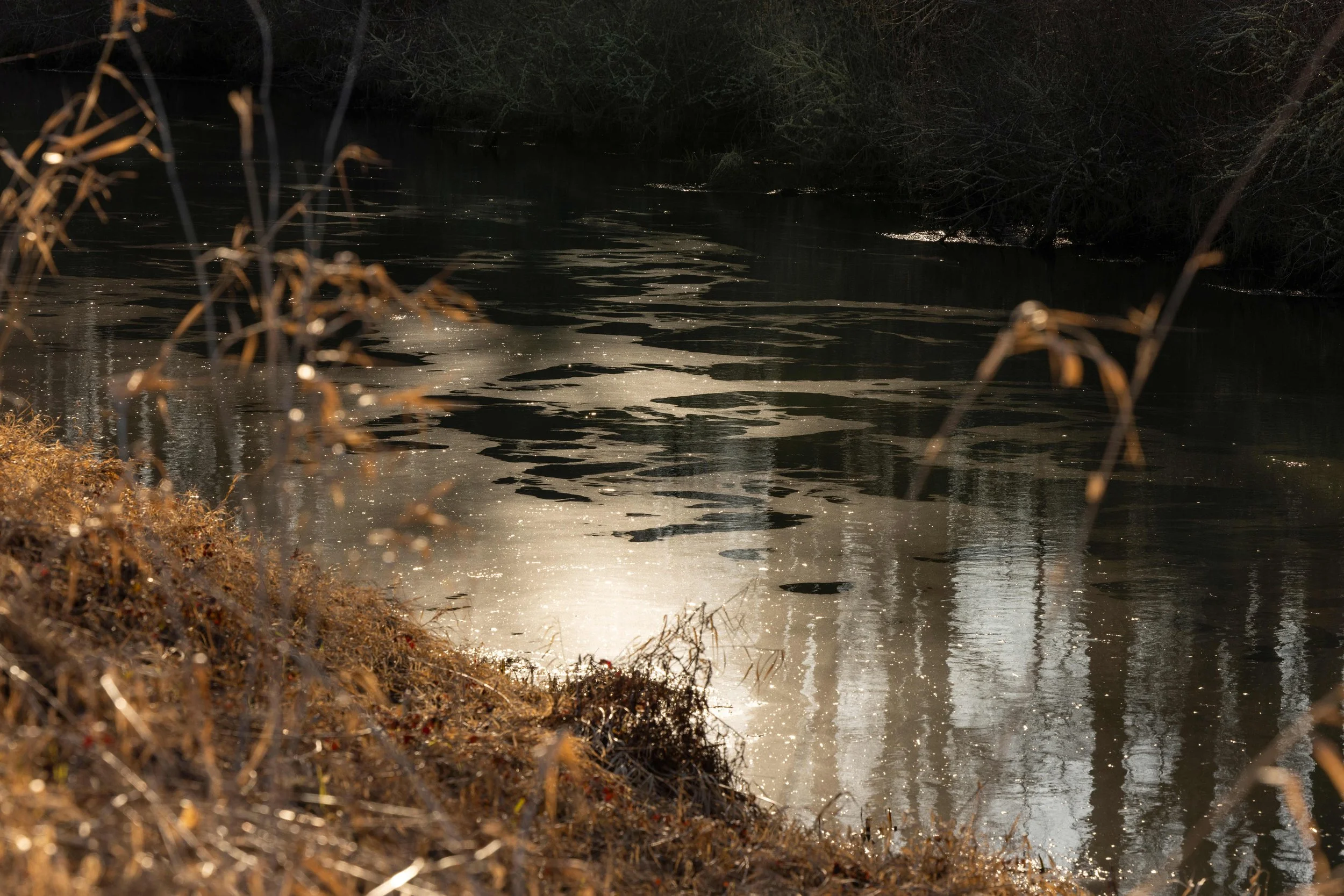A dark river with ripples, surrounded by bare, tangled branches and foliage, with sunlight reflecting off the water's surface.
