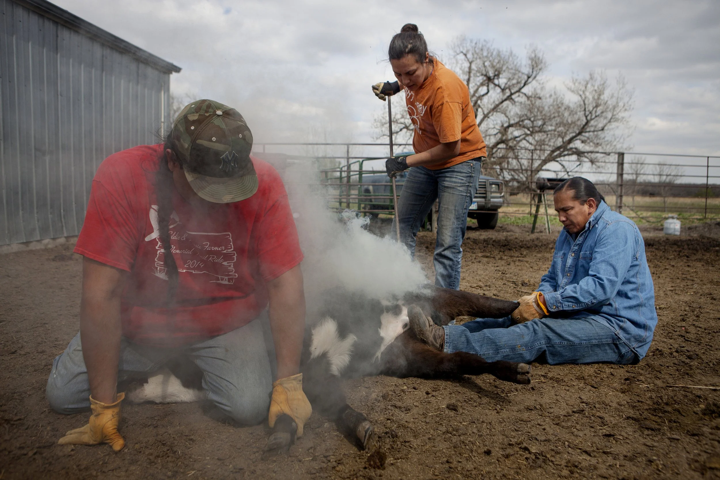 Three people working together on a farm, tending to a pig lying on the ground, surrounded by dirt and a rural outdoor setting with a metal building and trees in the background.