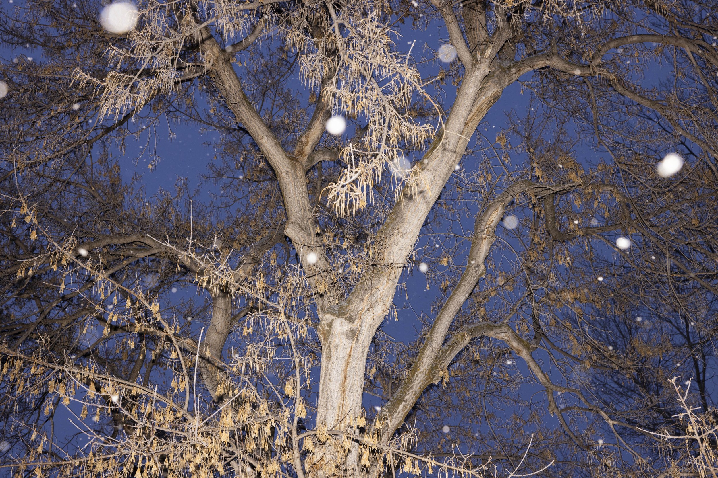 WINTER PRINTS023.JPG
