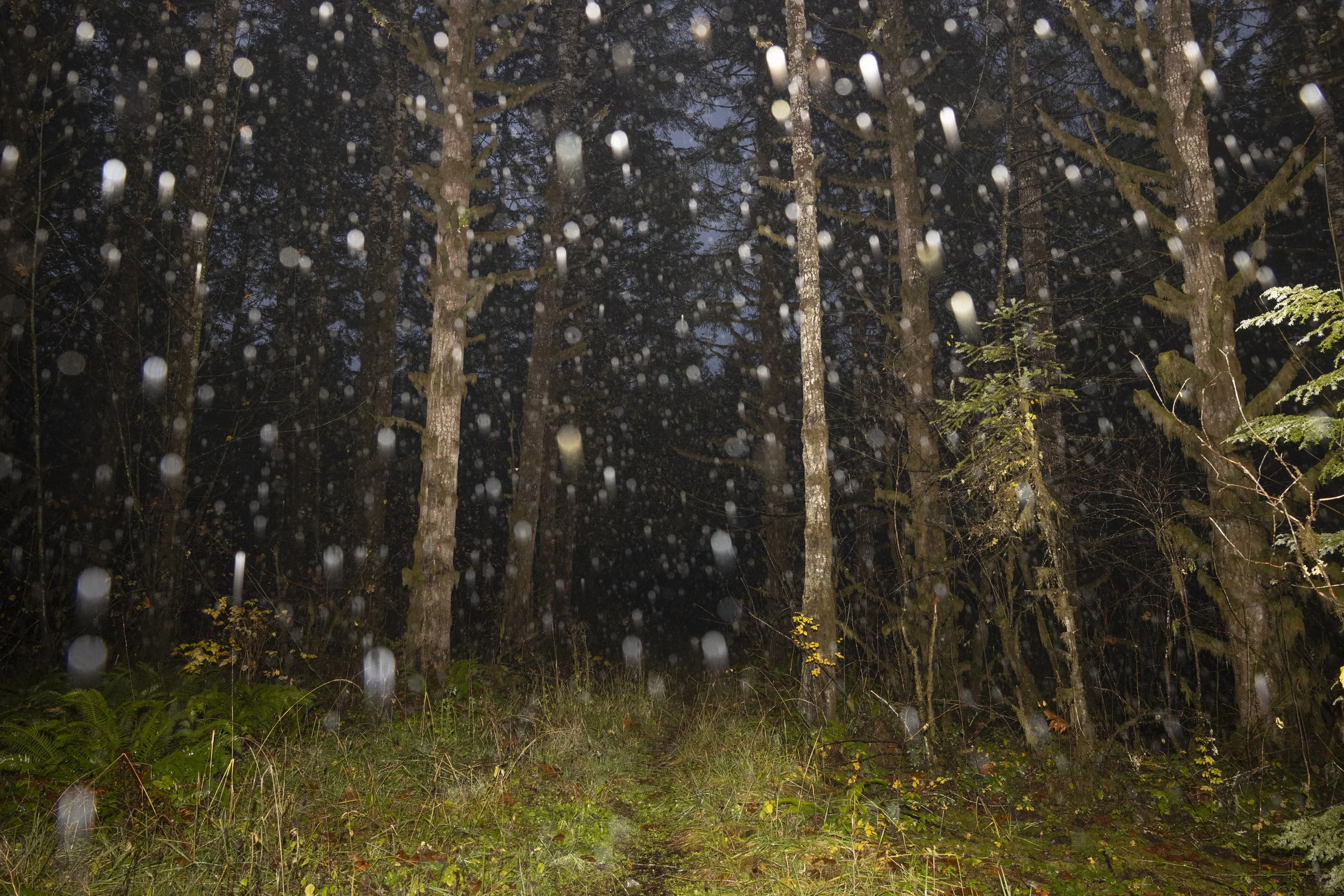 Nighttime forest scene with tall trees and falling rain, illuminated by a light source to illustrate the impact of the logging industry in Oregon. 