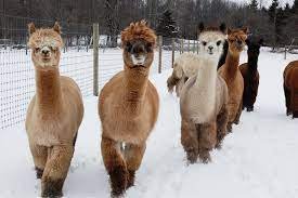 alpacas.jpeg