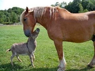 horse-and-donkey.jpeg