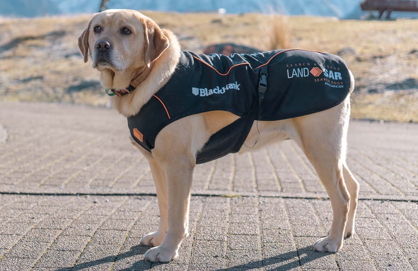 Labrador Retriever wearing a Black Hawk search and rescue vest, standing outdoors on a paved surface.