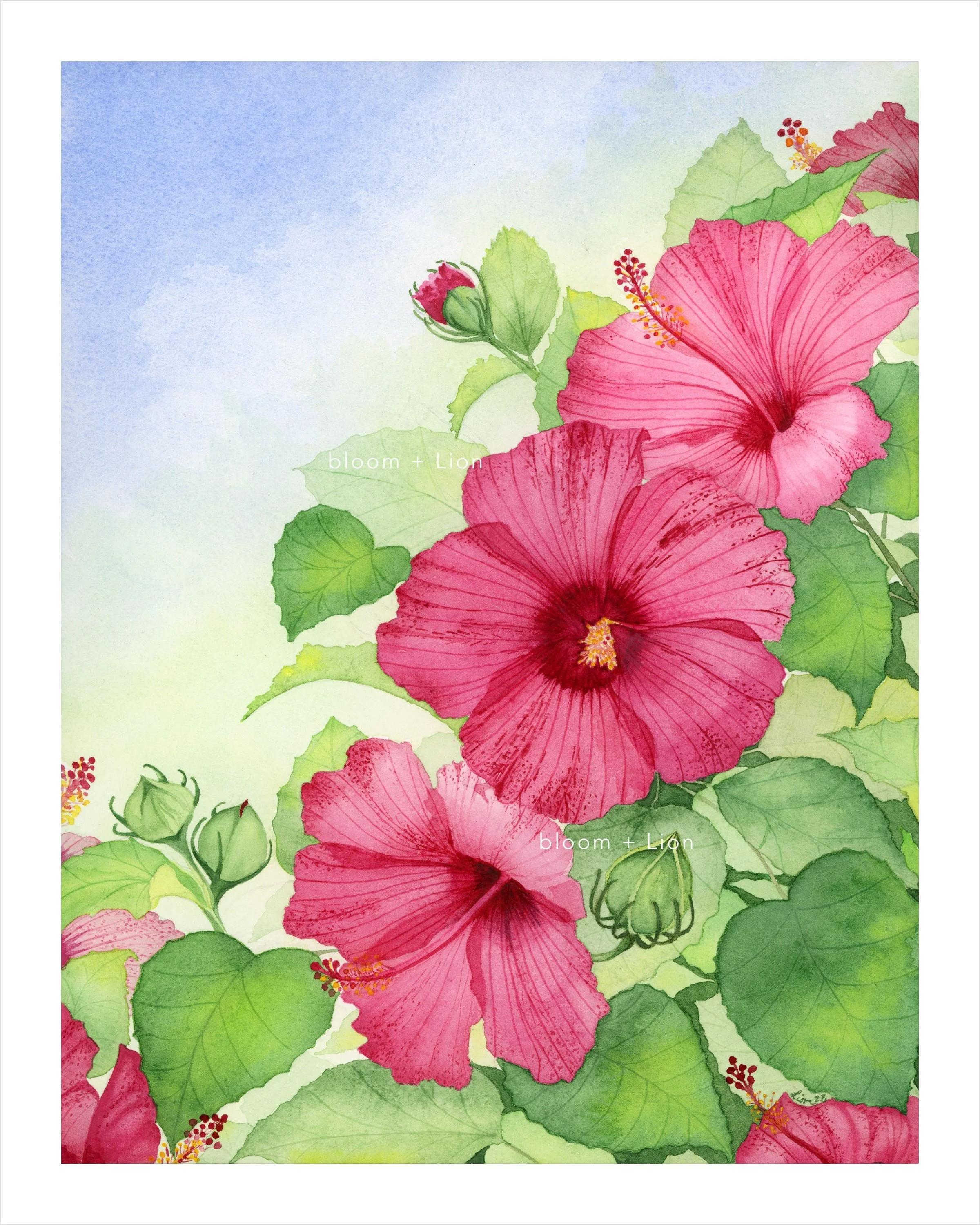 Large red Hibiscus flowers and buds with green leaves against a blue sky.