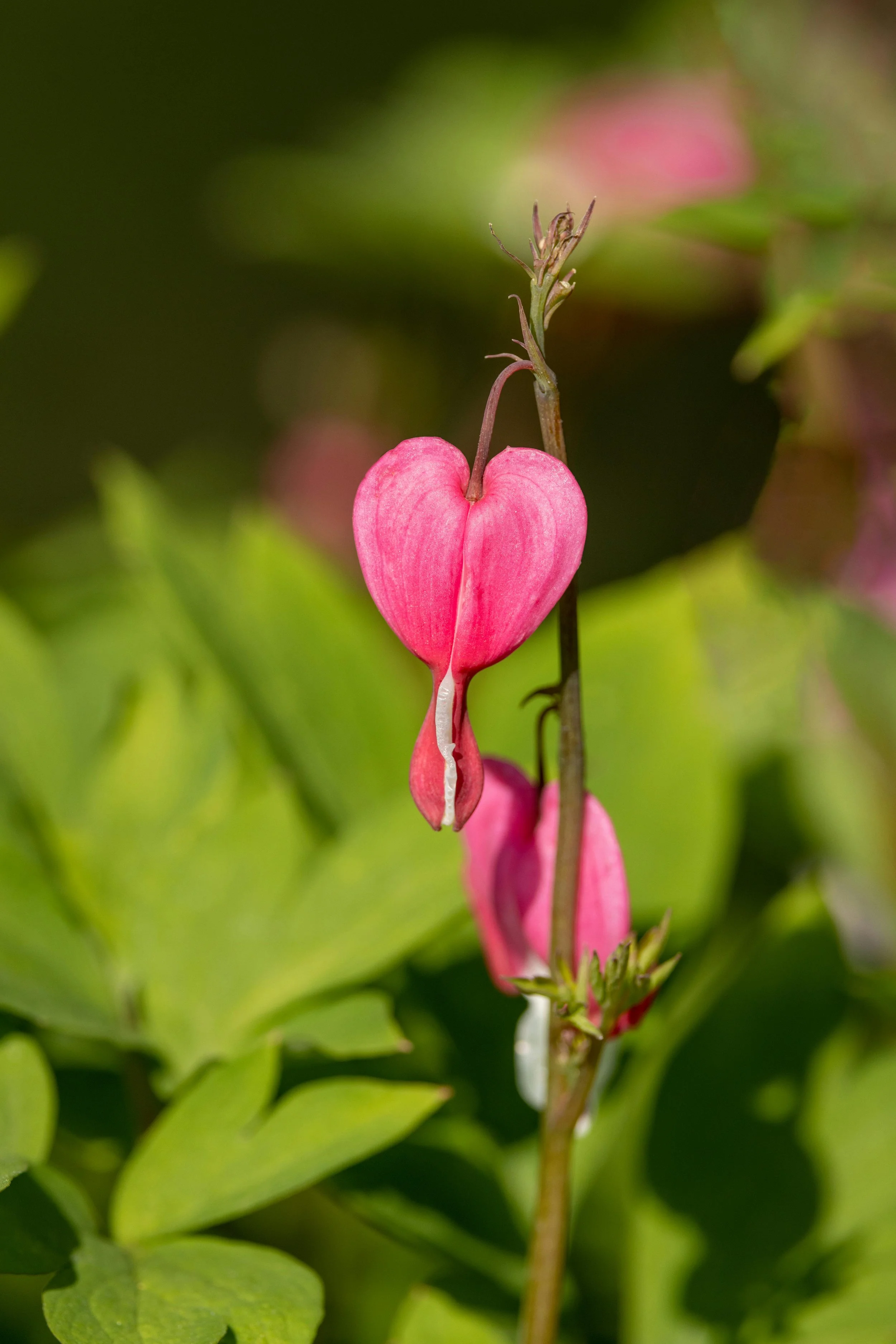 Bleeding Heart Companion