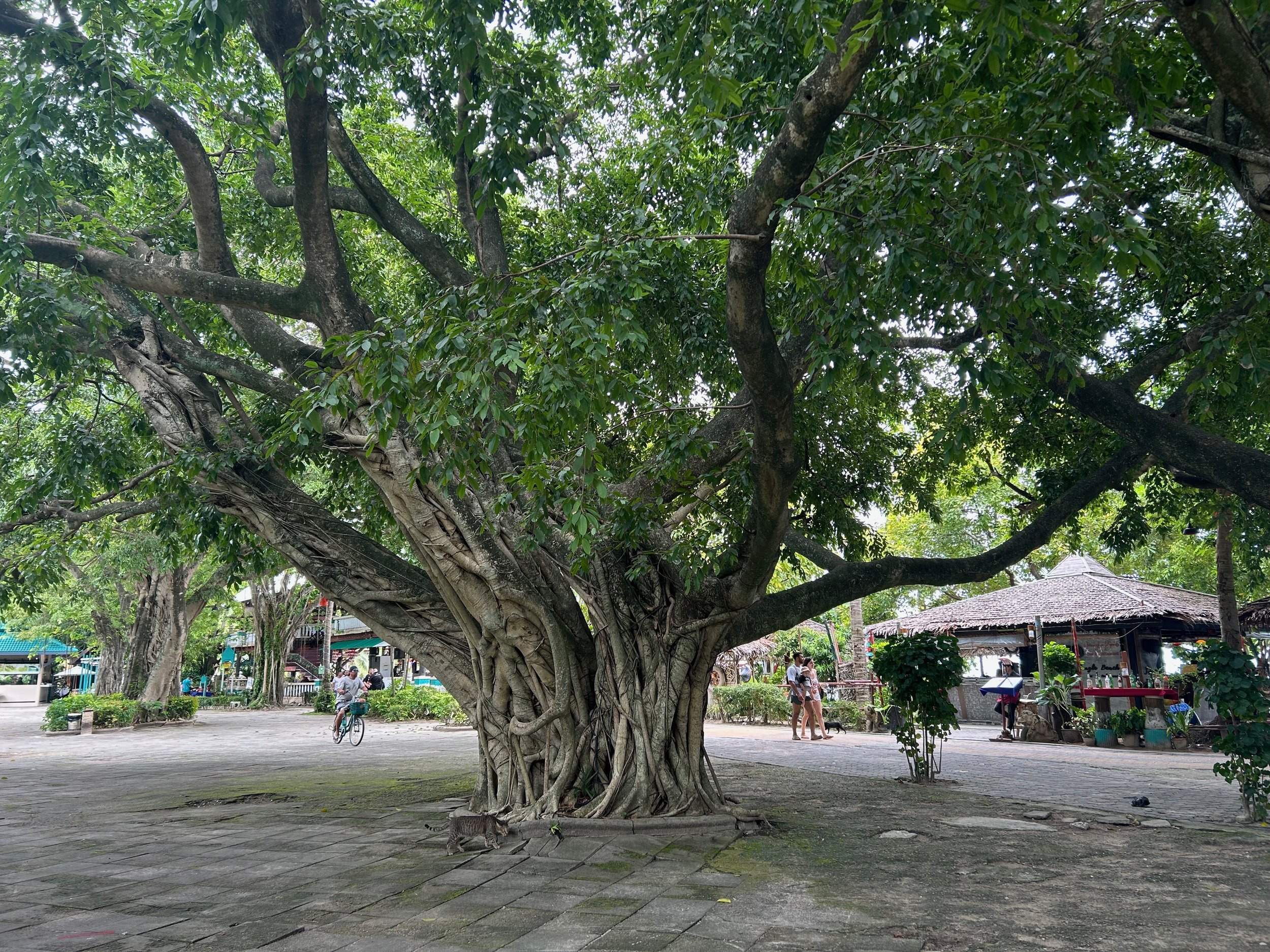 An old banyan tree with wide braided roots shading a stone plaza, a cat passing at its base.