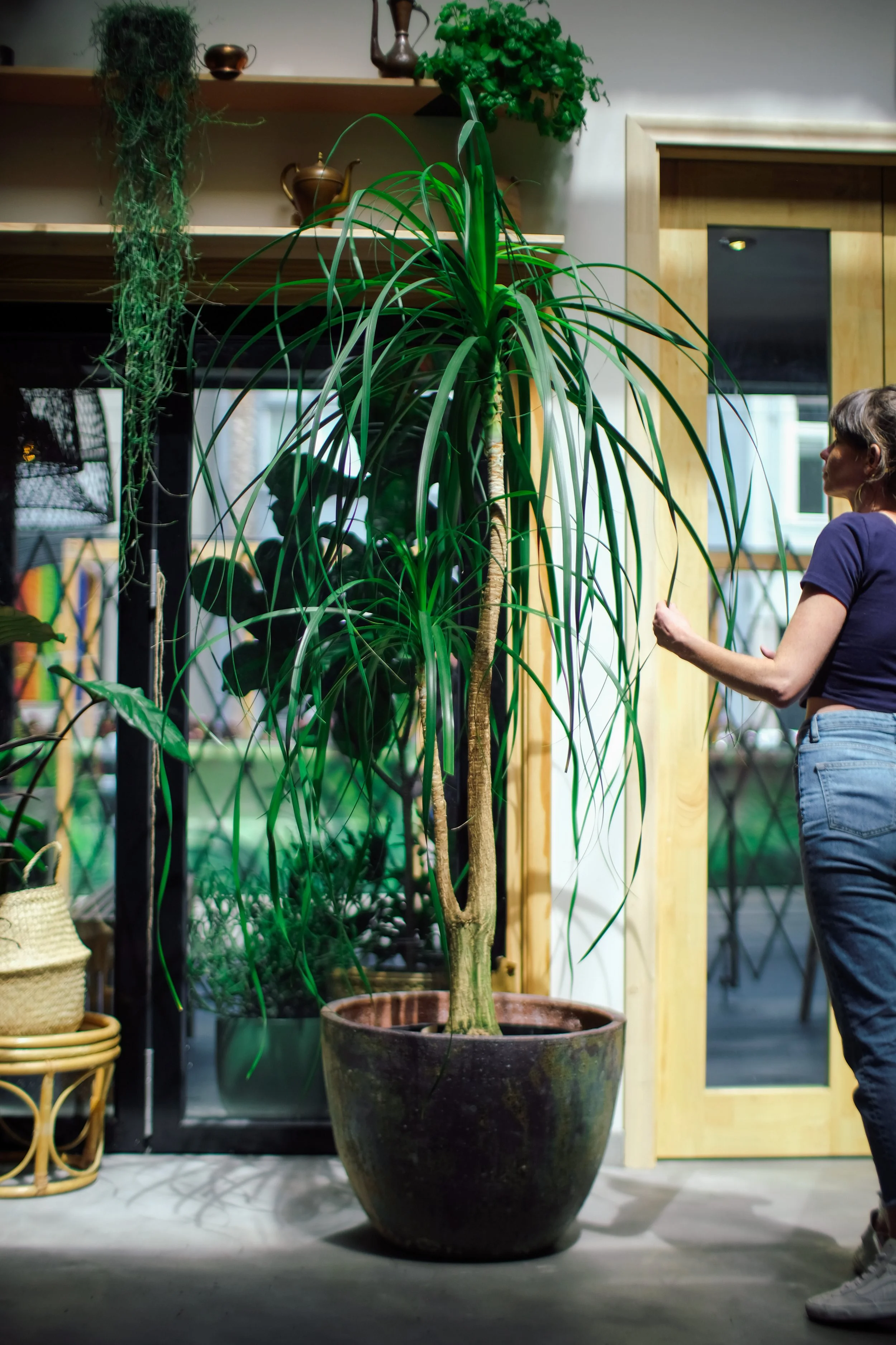 Ponytail Palm (Double Stem)