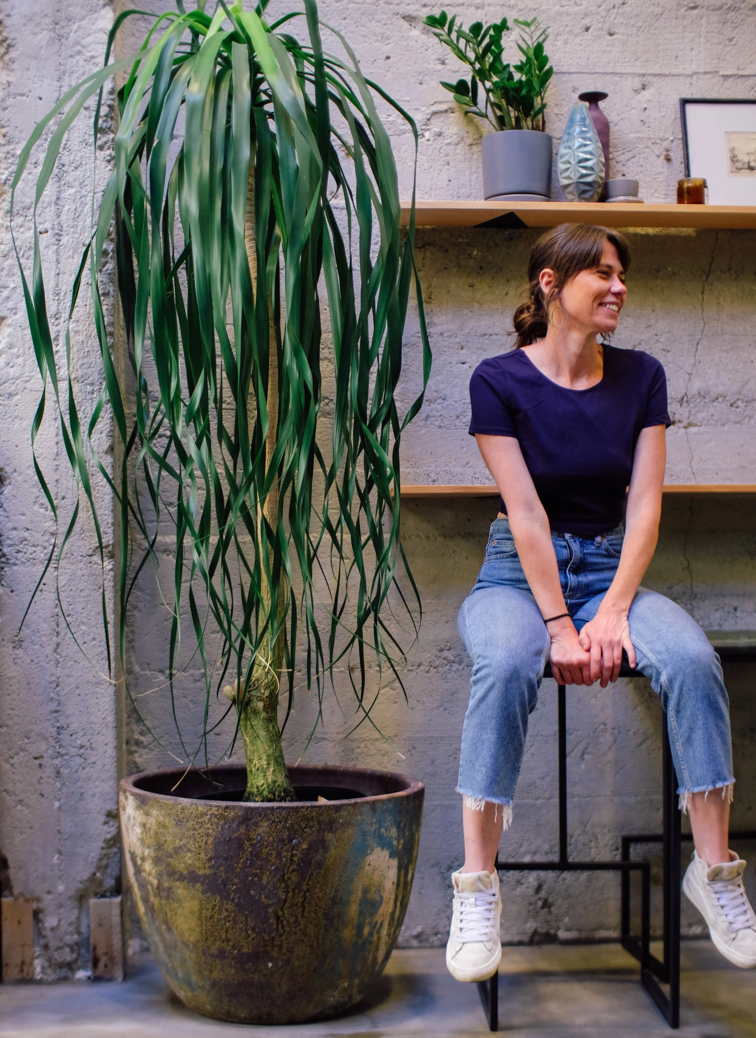 Ponytail Palm (One Stem)