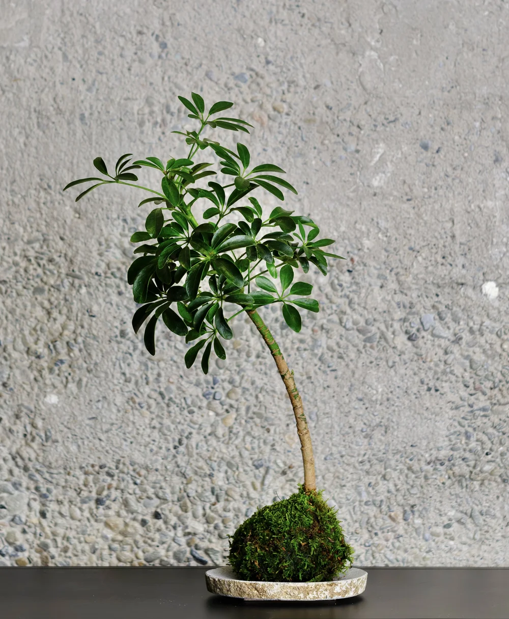 Schefflera Arboricola  Arcana