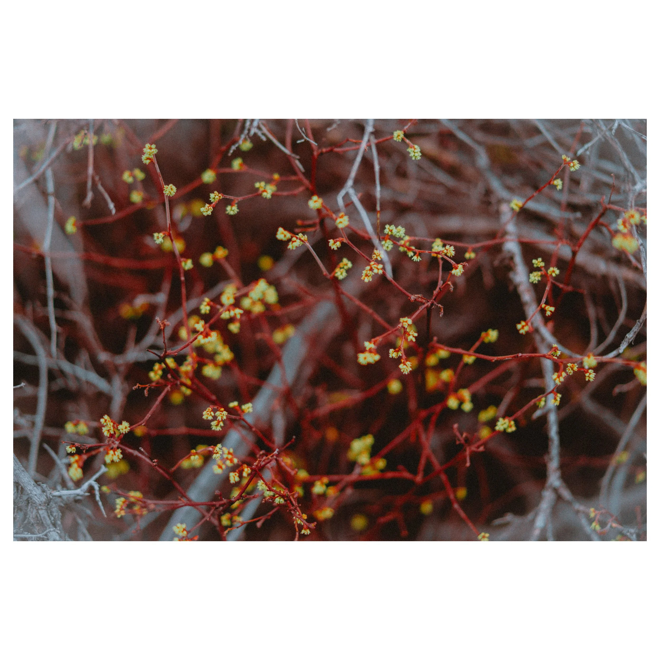 joshua tree - visual notetaking-6.jpg