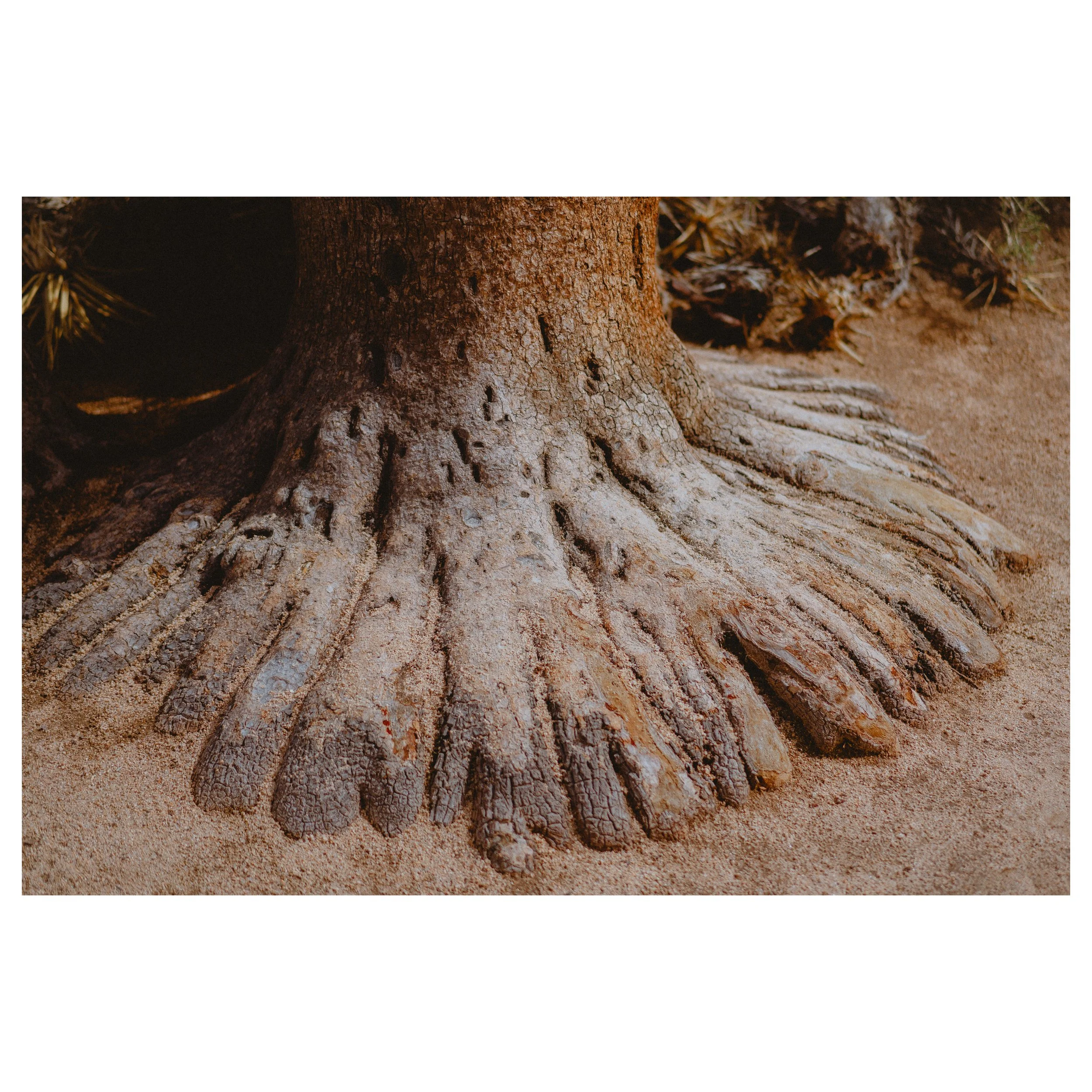 joshua tree - visual notetaking-1.jpg