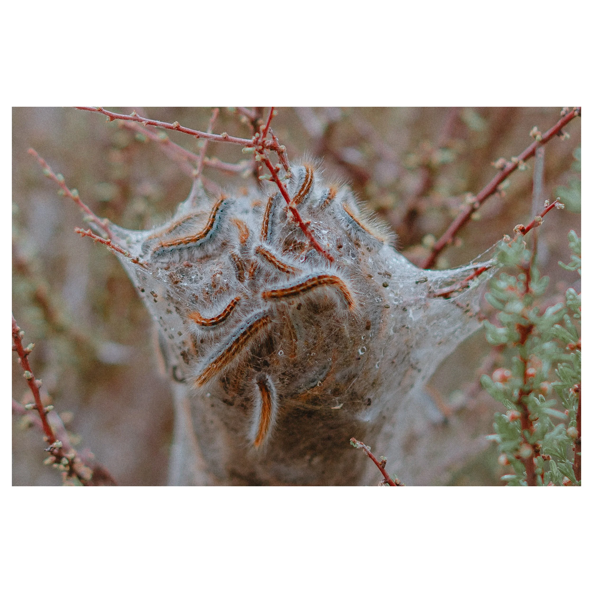 joshua tree - visual notetaking-3.jpg