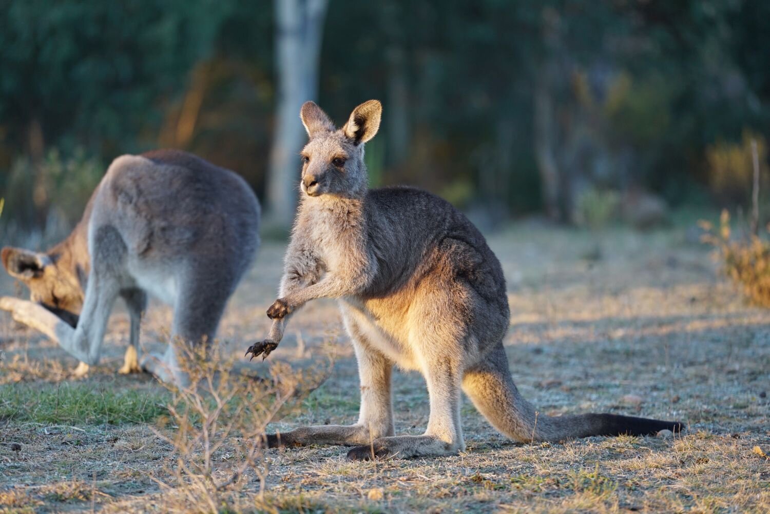 About Kangaroos — Kangaroos Alive