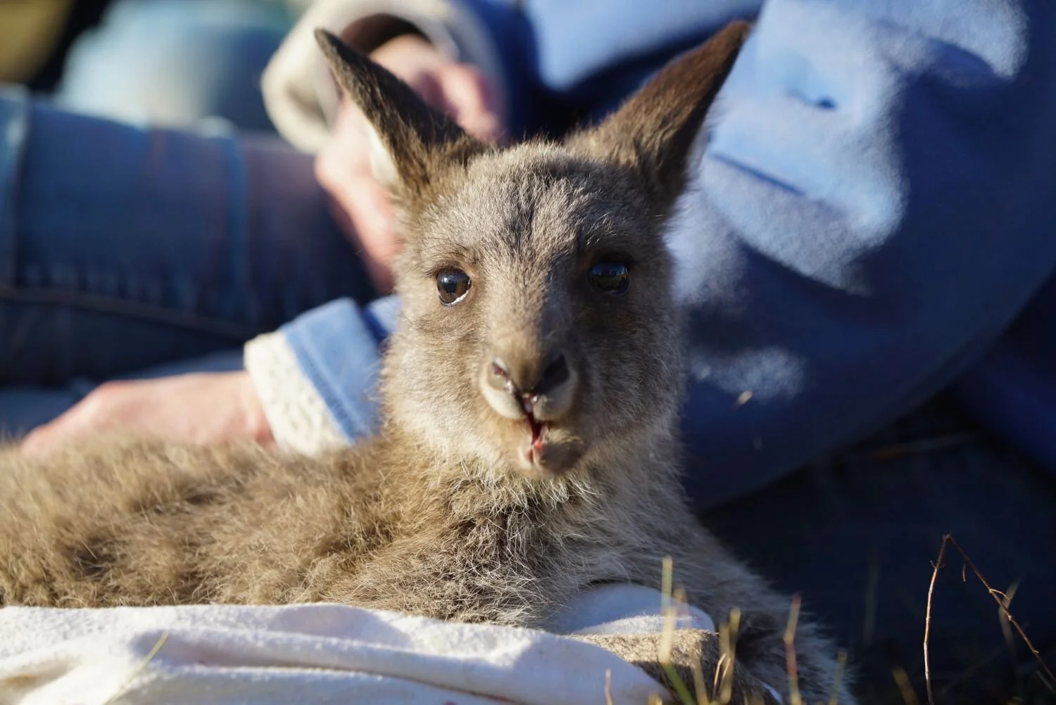 Kangaroo Rescue Donate — Kangaroos Alive