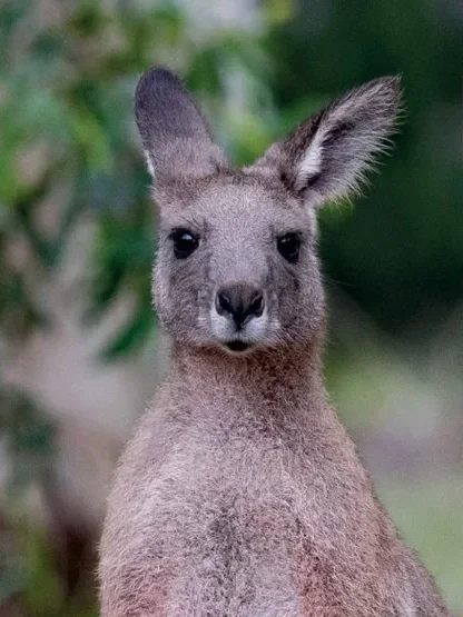 Campaign To Ban Kangaroo Imports Into Europe