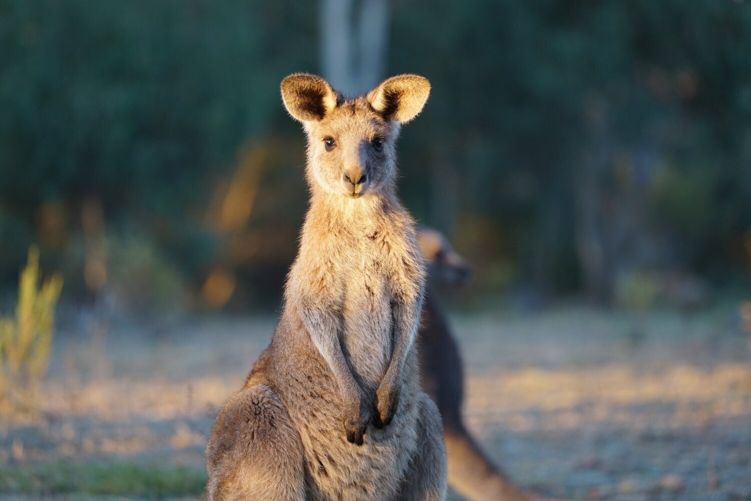 Do you know your keystone - Bush Heritage Australia