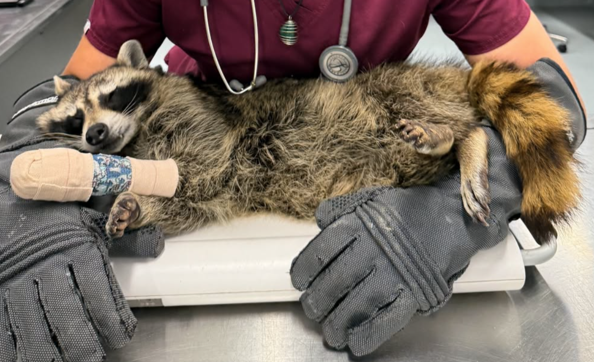 Wildlife Rehab 101 with Nebraska Wildlife Rehab